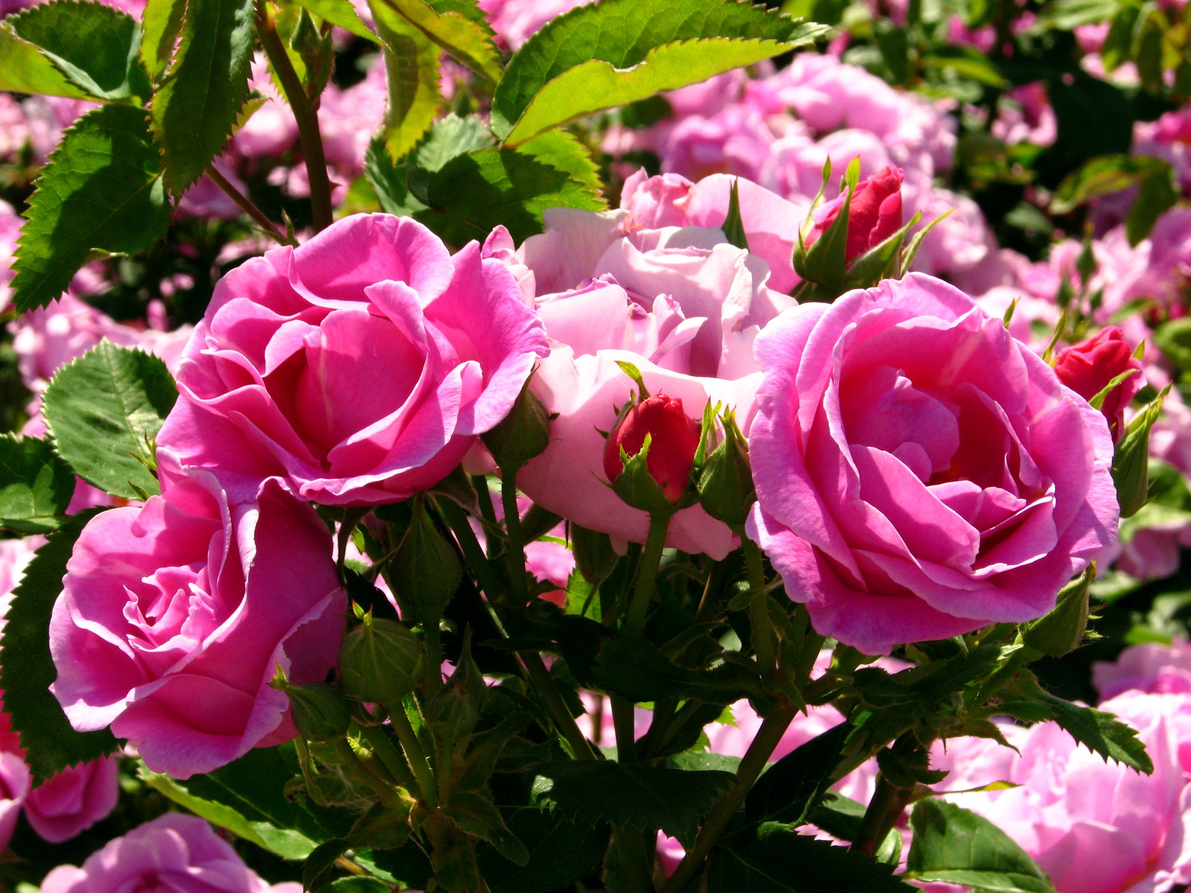 Pink Roses in Bloom HD Wallpaper