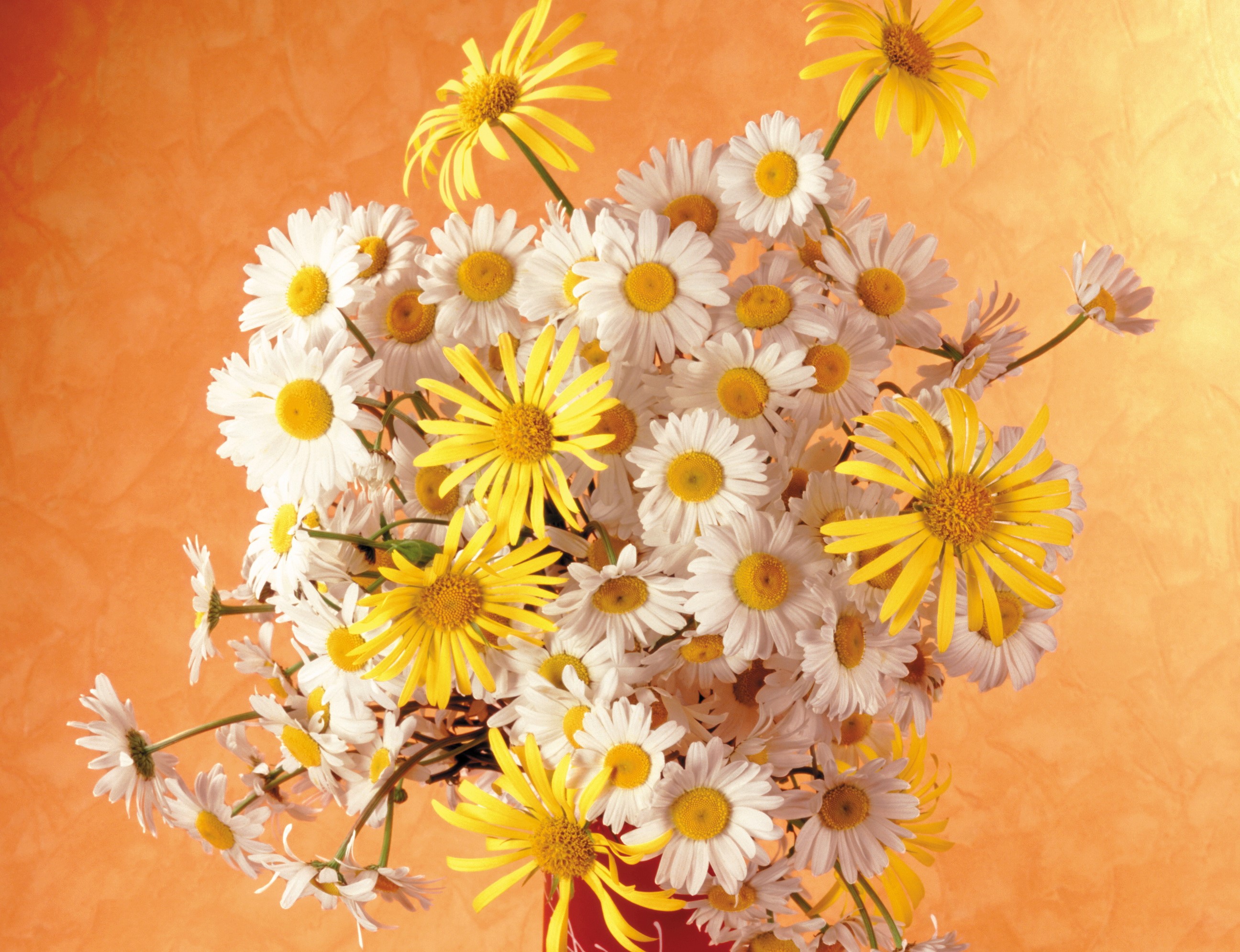 Bouquet of white and yellow daisies HD Wallpaper