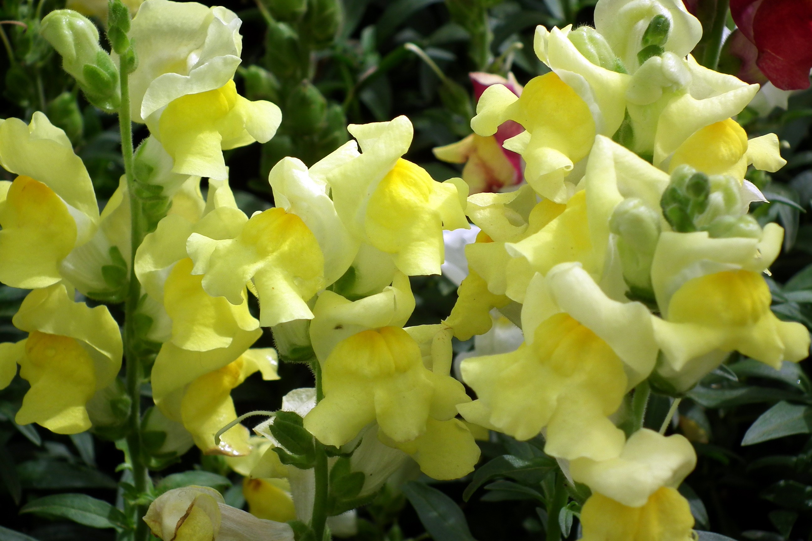 Yellow Antirrhinum flowers HD Wallpaper