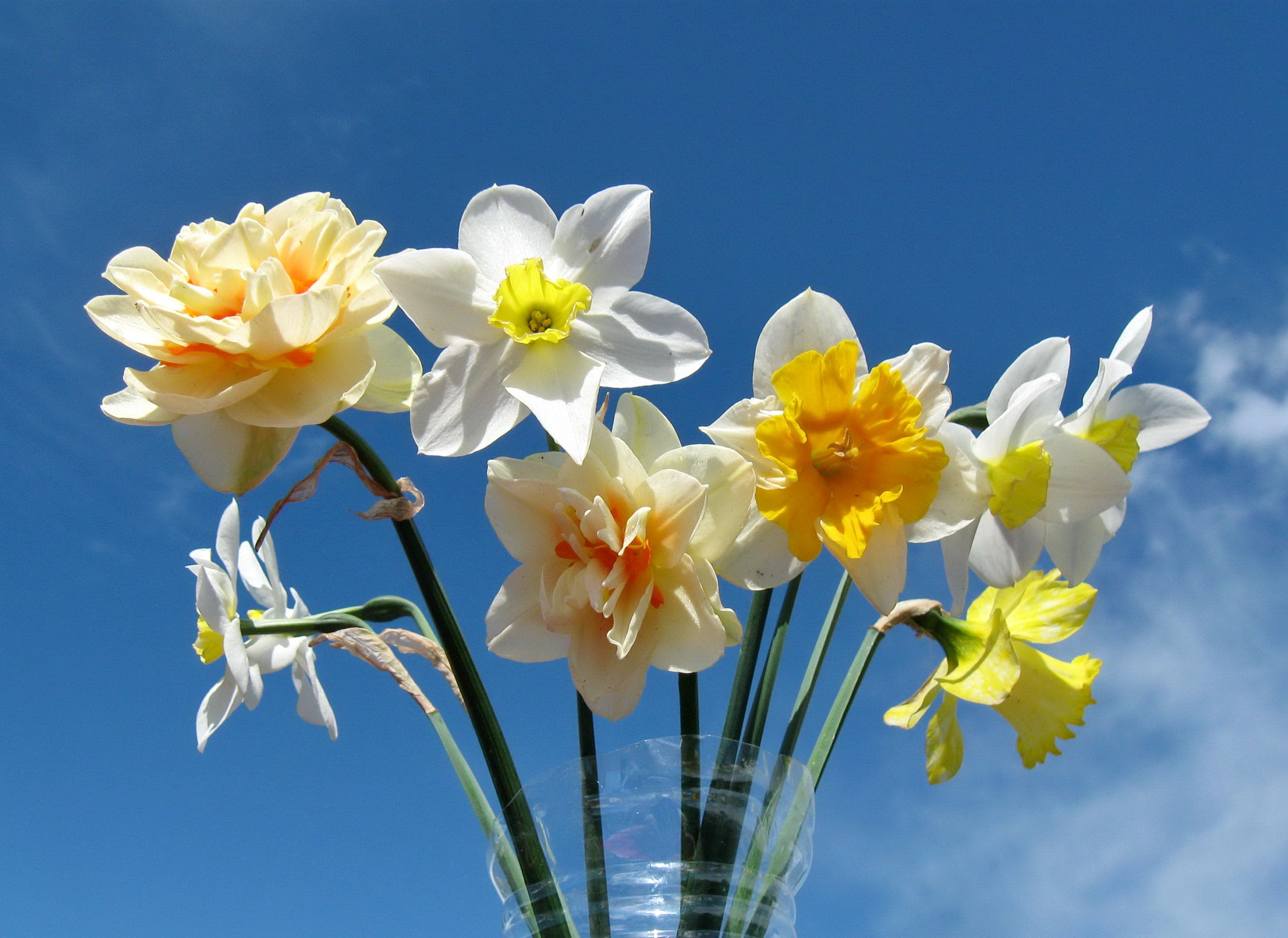 Bouquet of Daffodils Against a Blue Sky HD Wallpaper