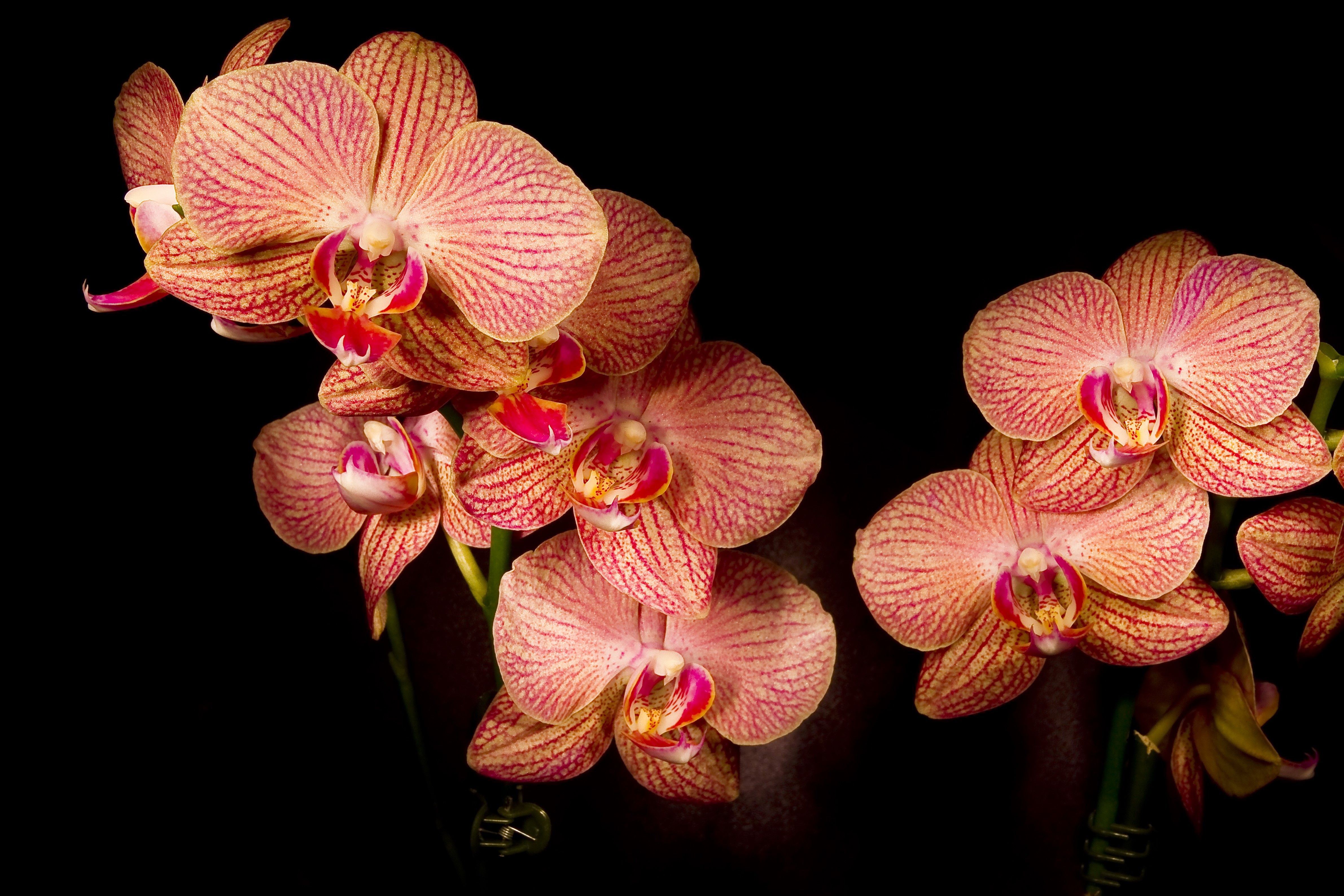 4K Orchid flowers HD Wallpaper