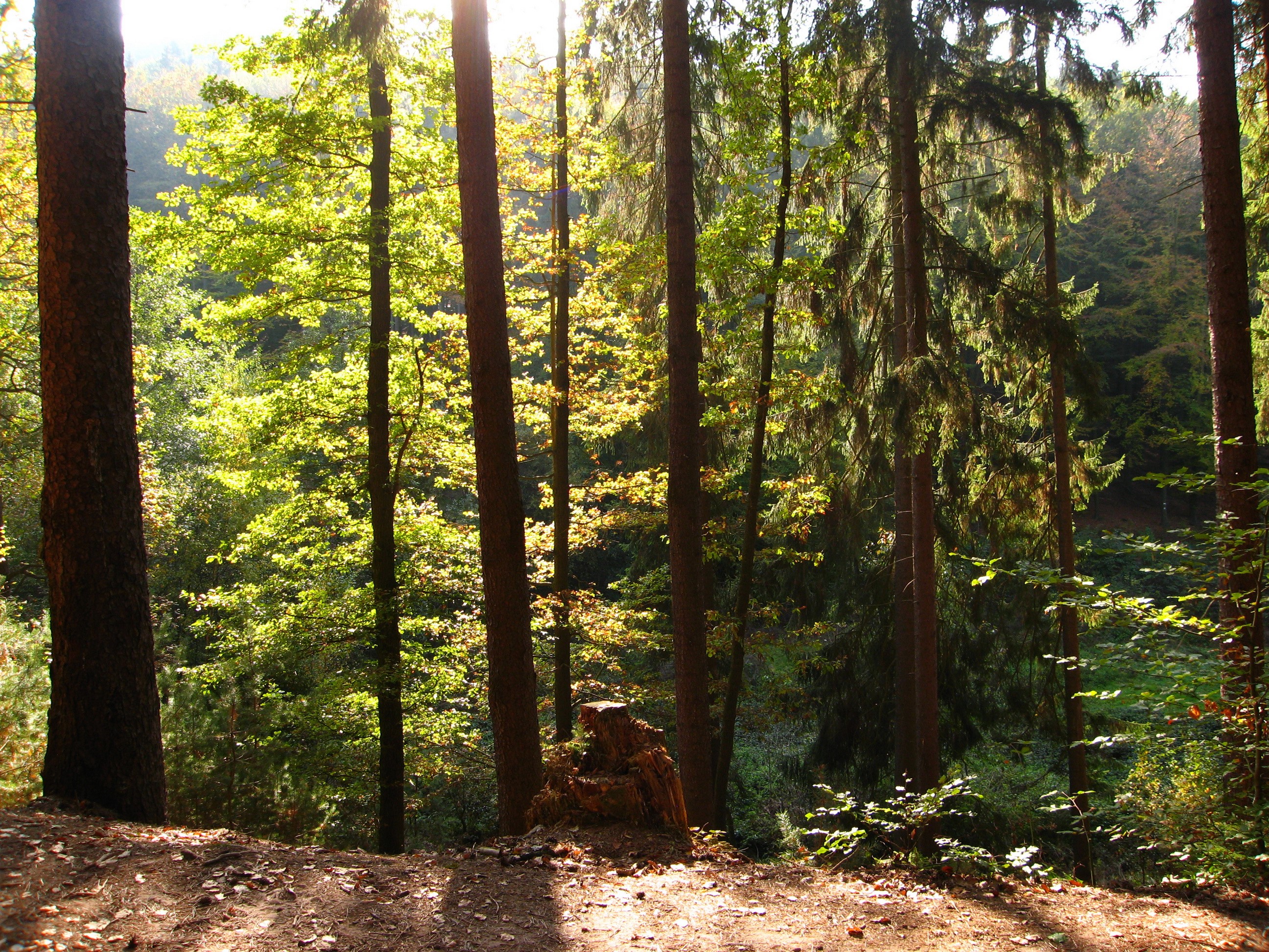 Sunlight filtering through trees in a forest HD Wallpaper