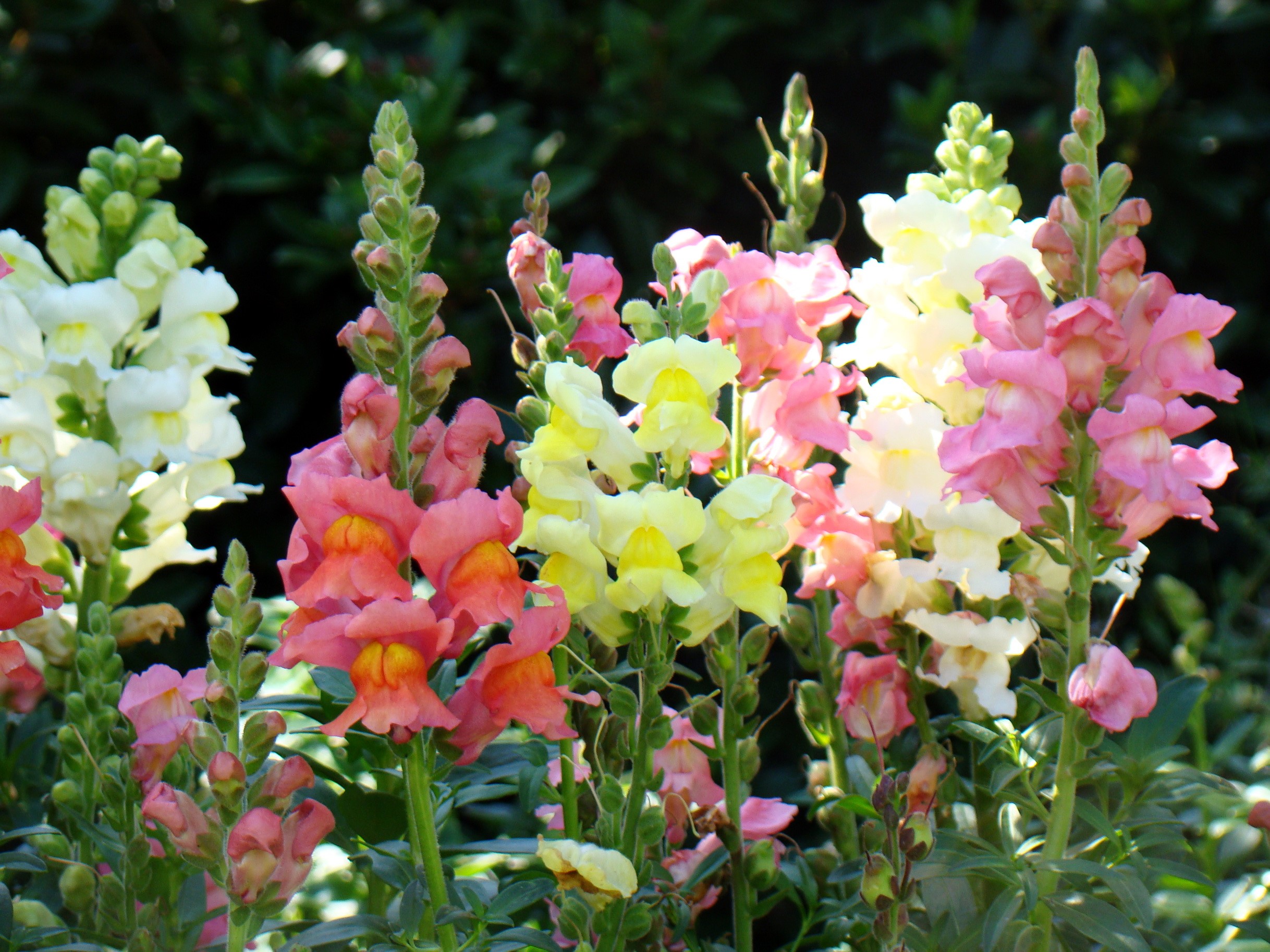 Snapdragons in various colors HD Wallpaper