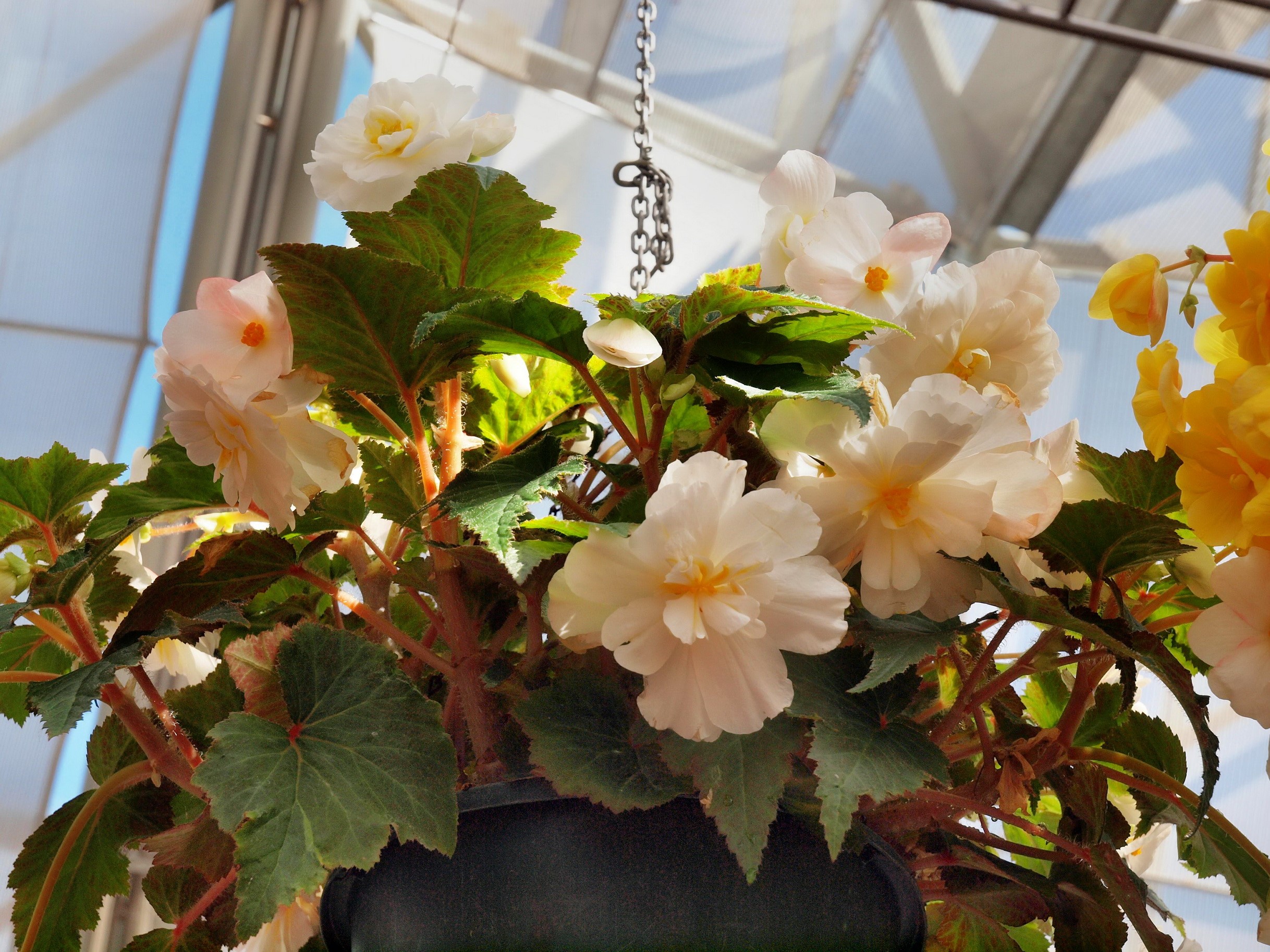 White and yellow begonias in a hanging pot HD Wallpaper