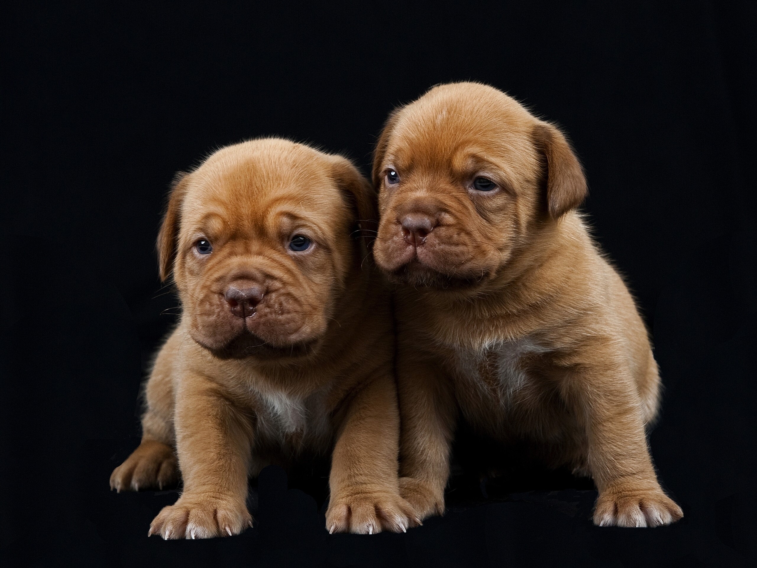 Two French Mastiff puppies on a black background HD Wallpaper