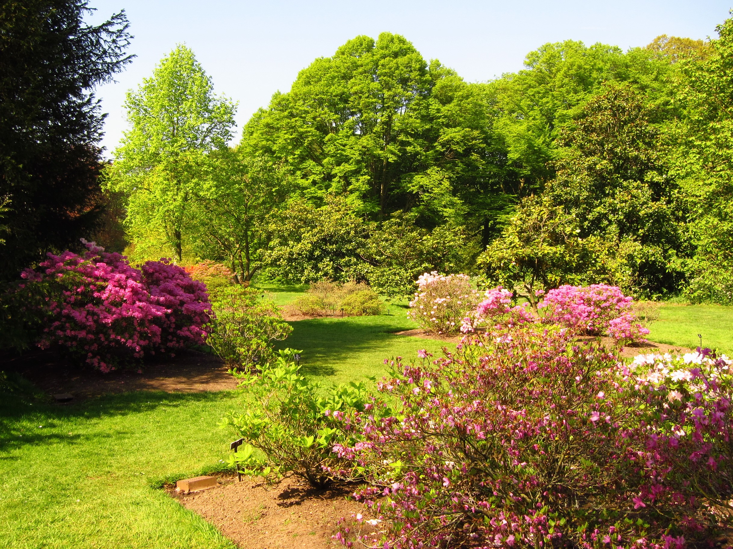 Garden with blooming Azaleas and lush green trees HD Wallpaper