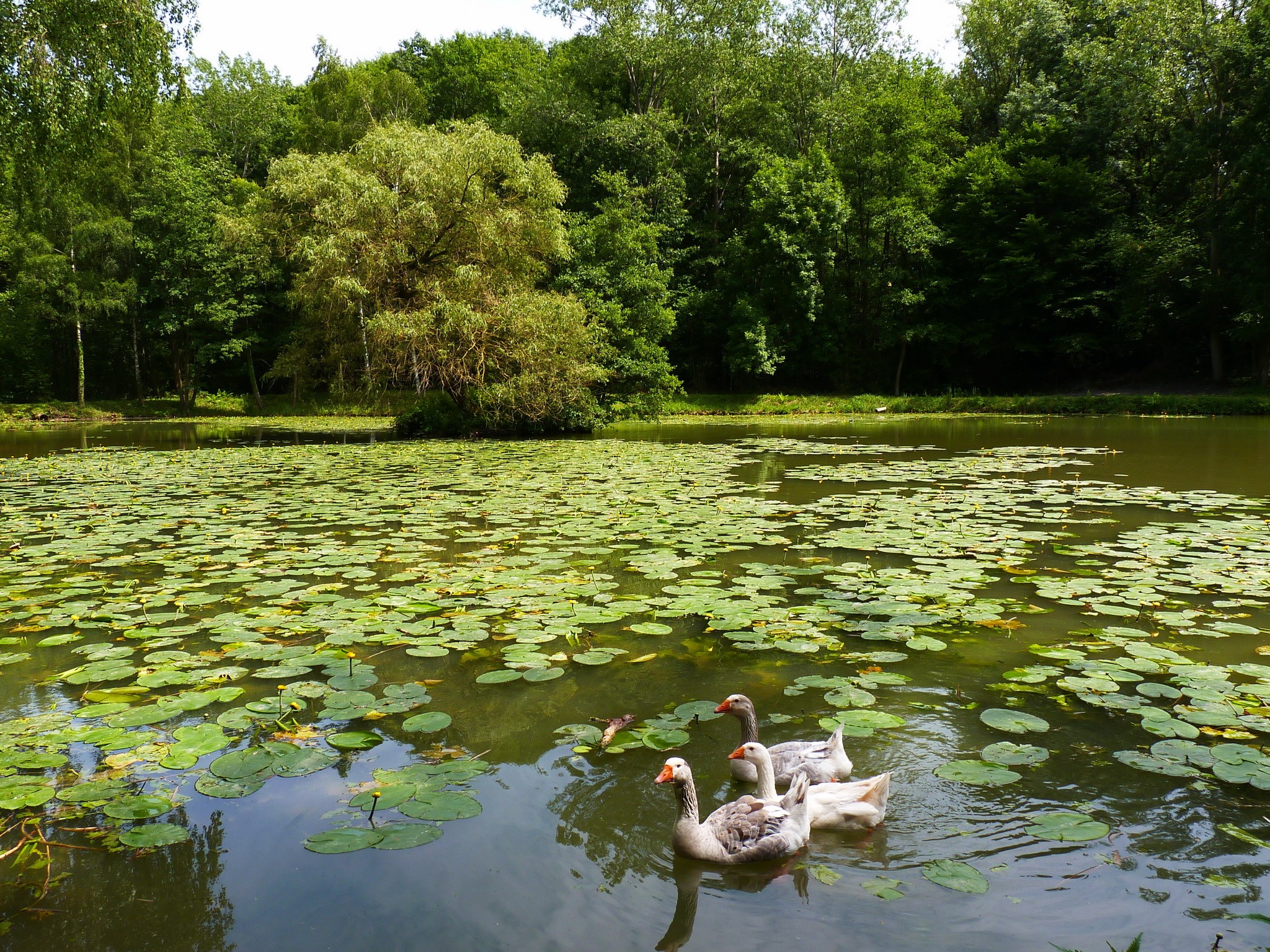 Geese swimming in a pond with water lilies in a park in Belgium HD Wallpaper