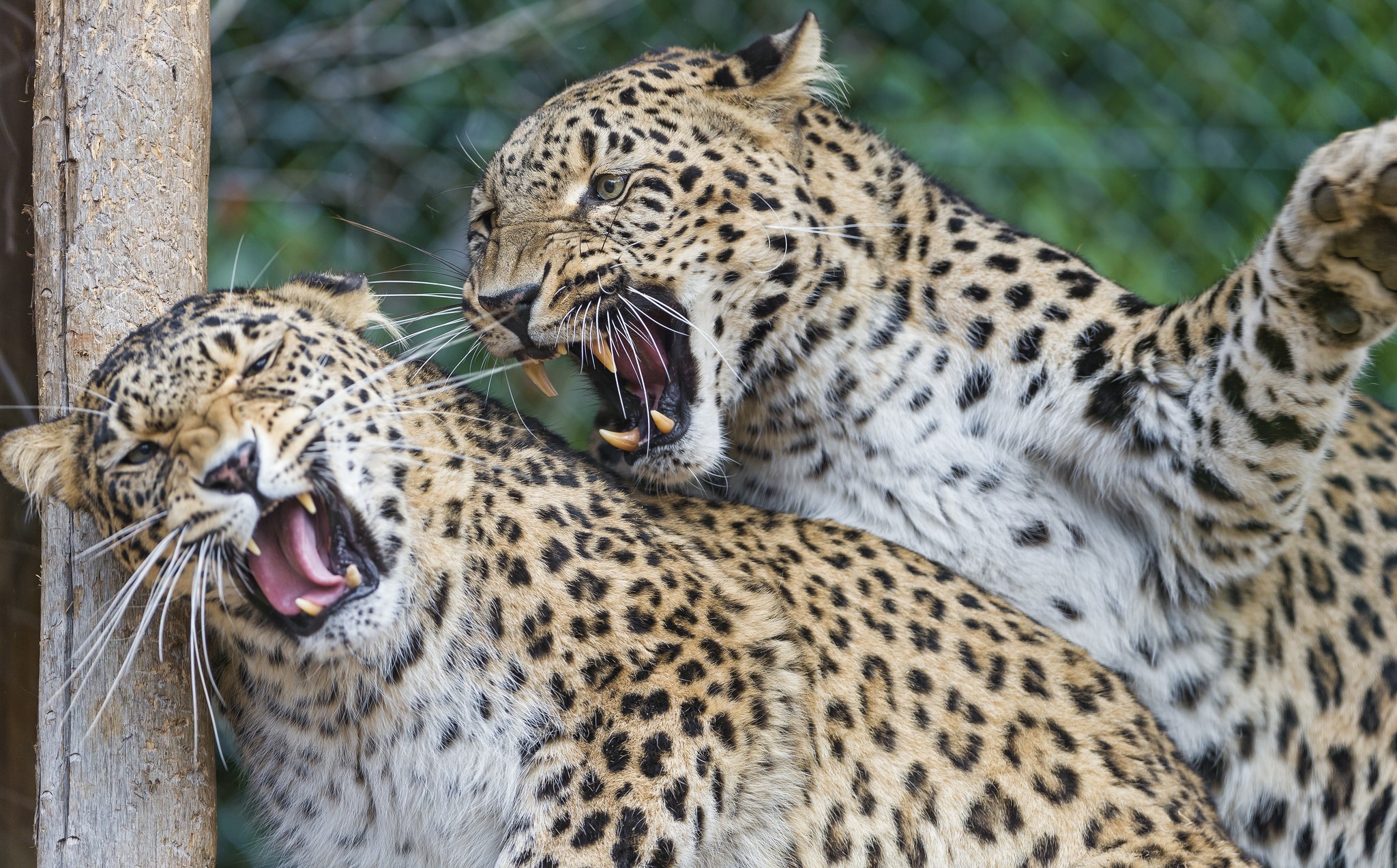 Two leopards fighting with open mouths HD Wallpaper