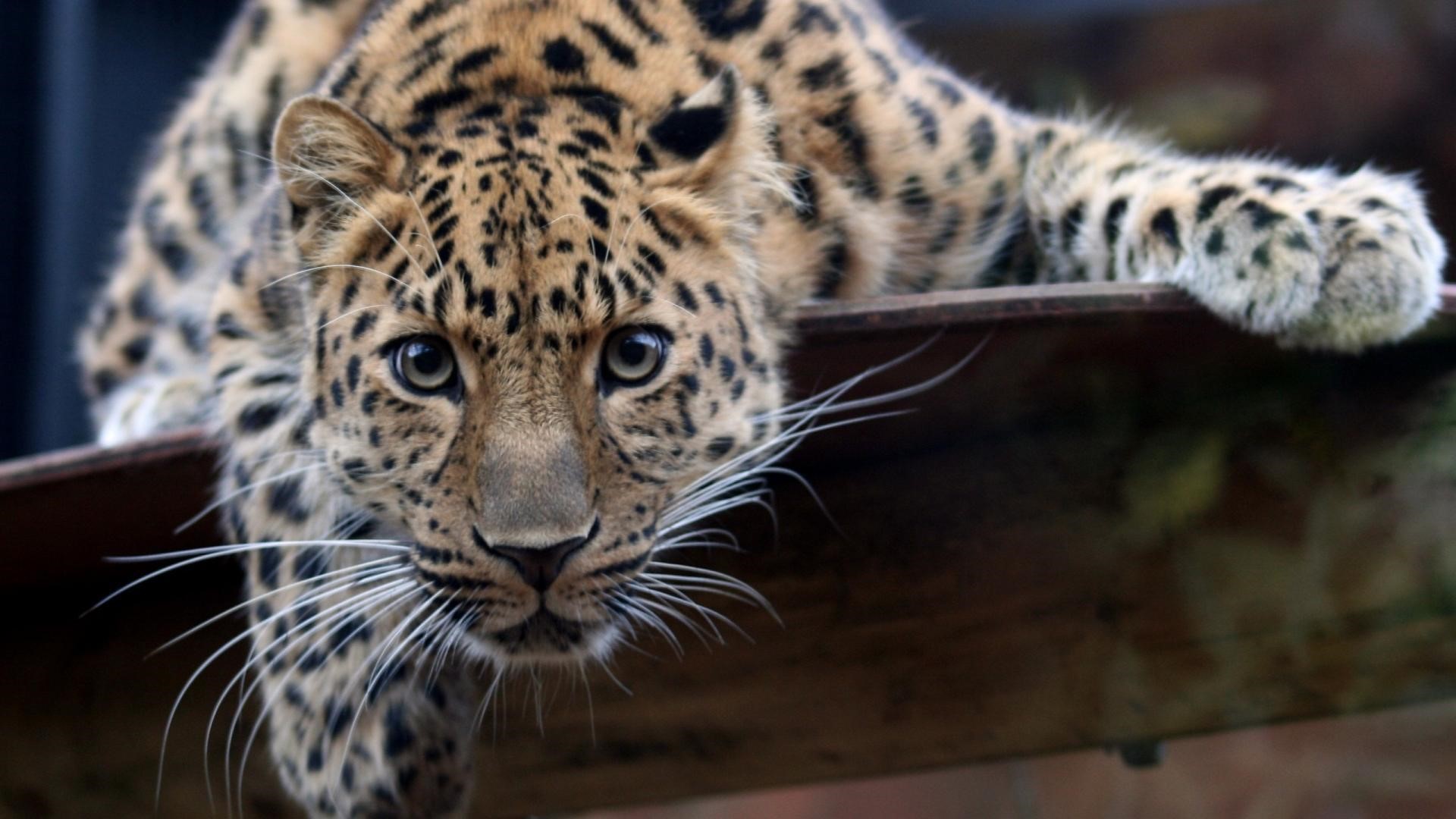 Leopard with long whiskers looking forward HD Wallpaper