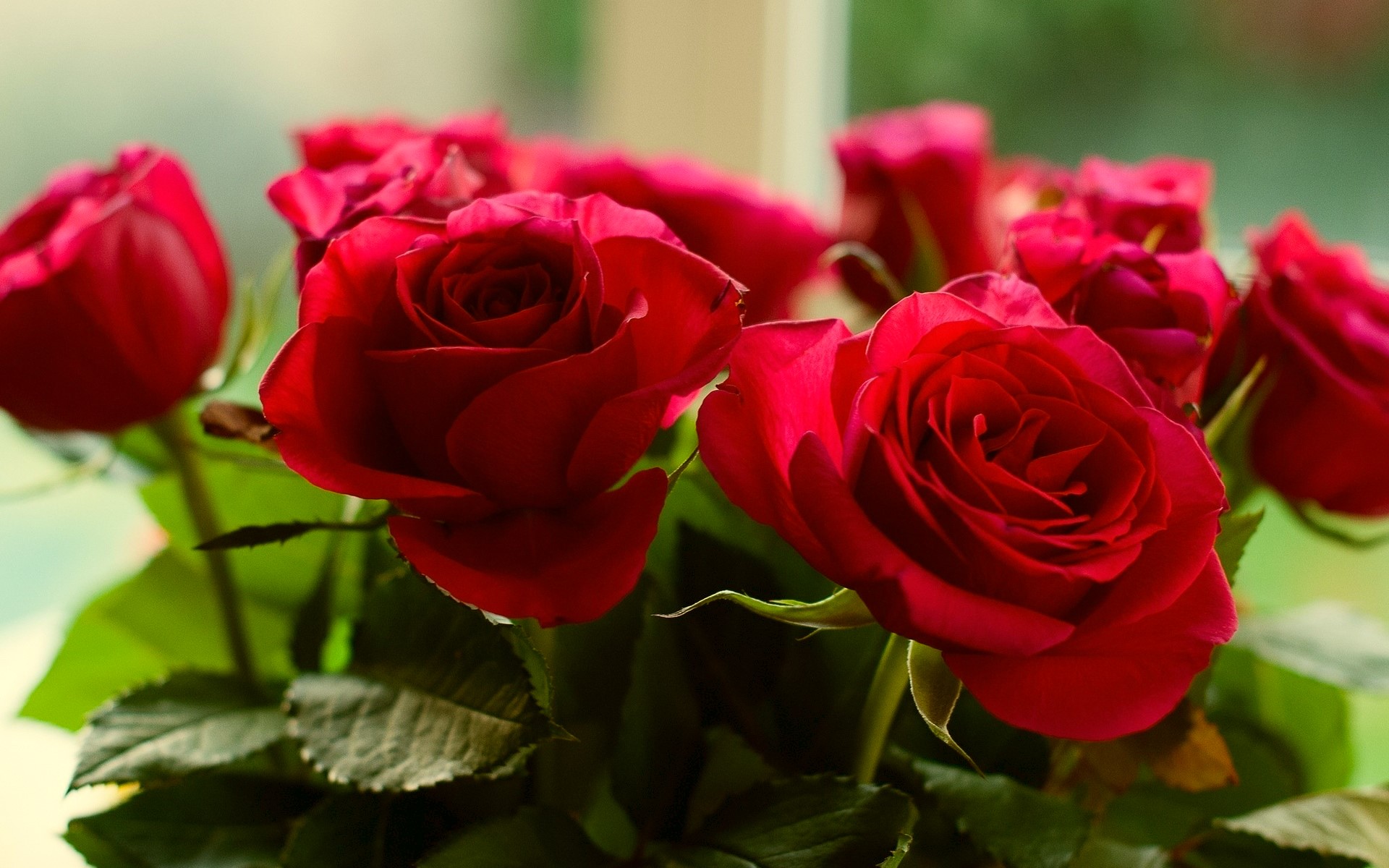 Bouquet of Red Roses HD Wallpaper
