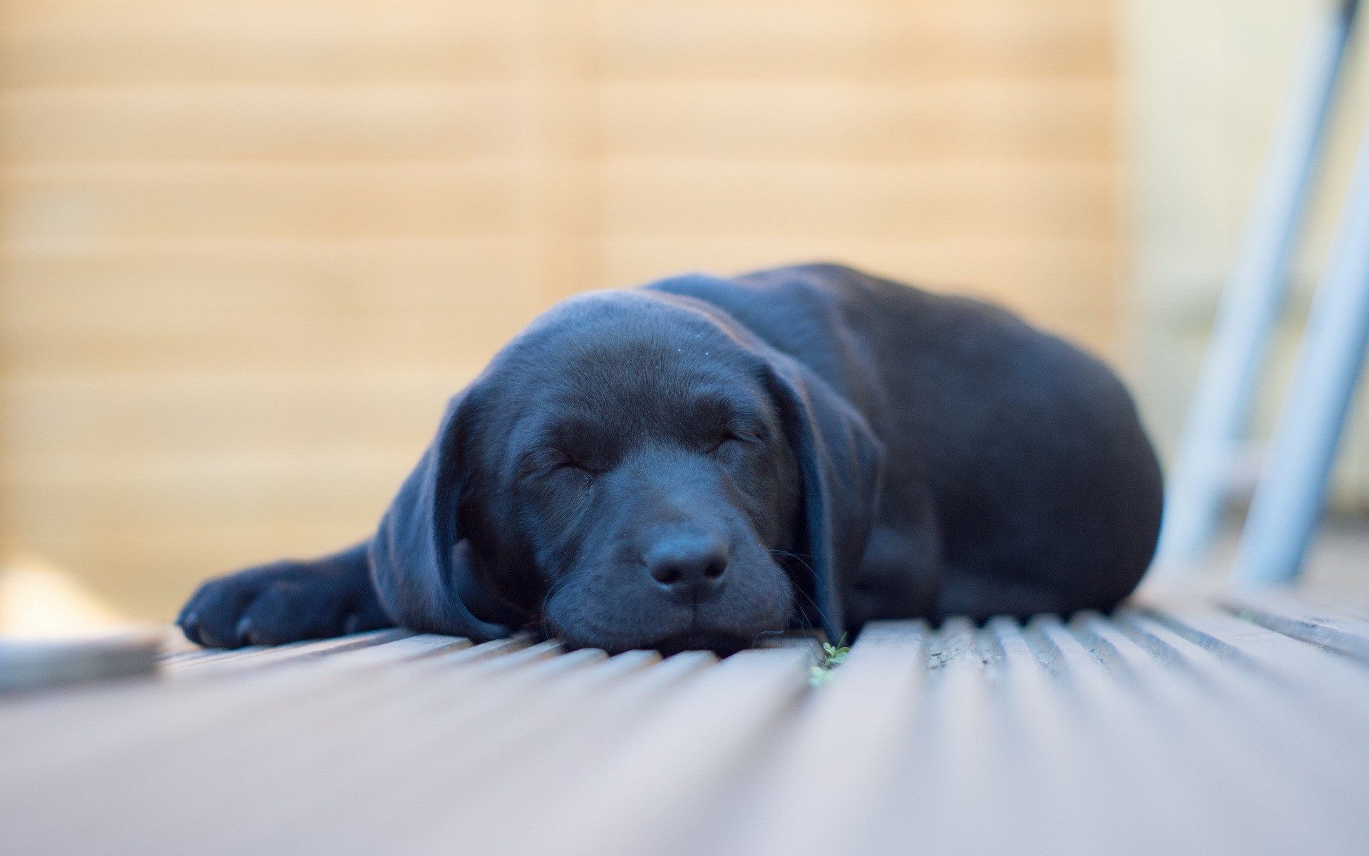 Black Labrador puppy sleeping on wooden planks HD Wallpaper