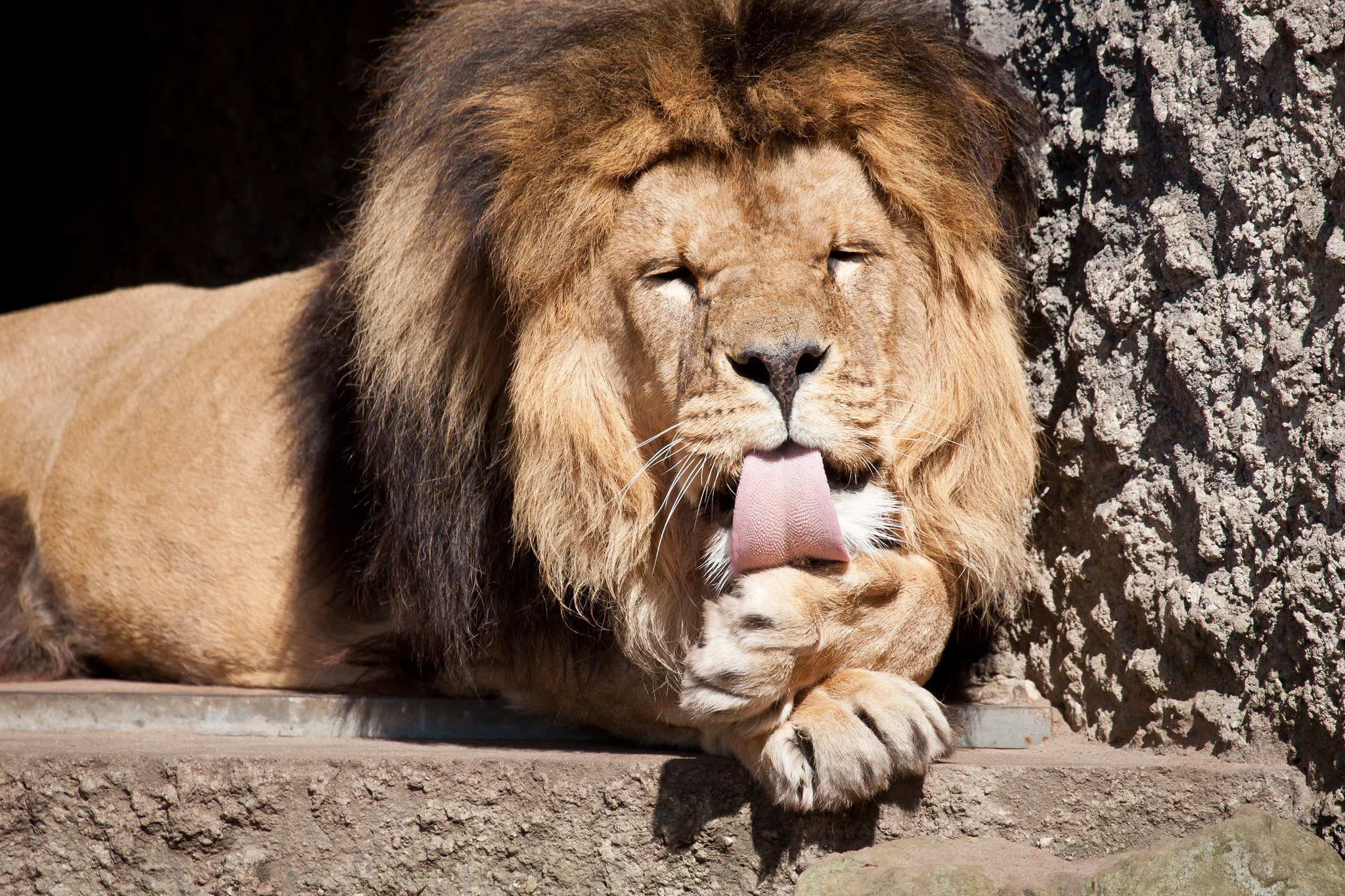 Lion licking its paw HD Wallpaper