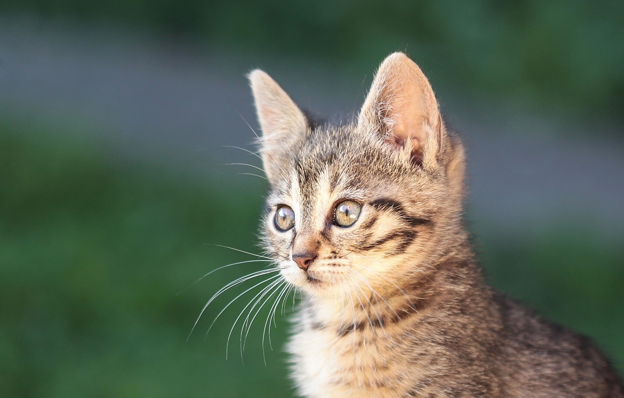 Kitten looking to the side HD Wallpaper
