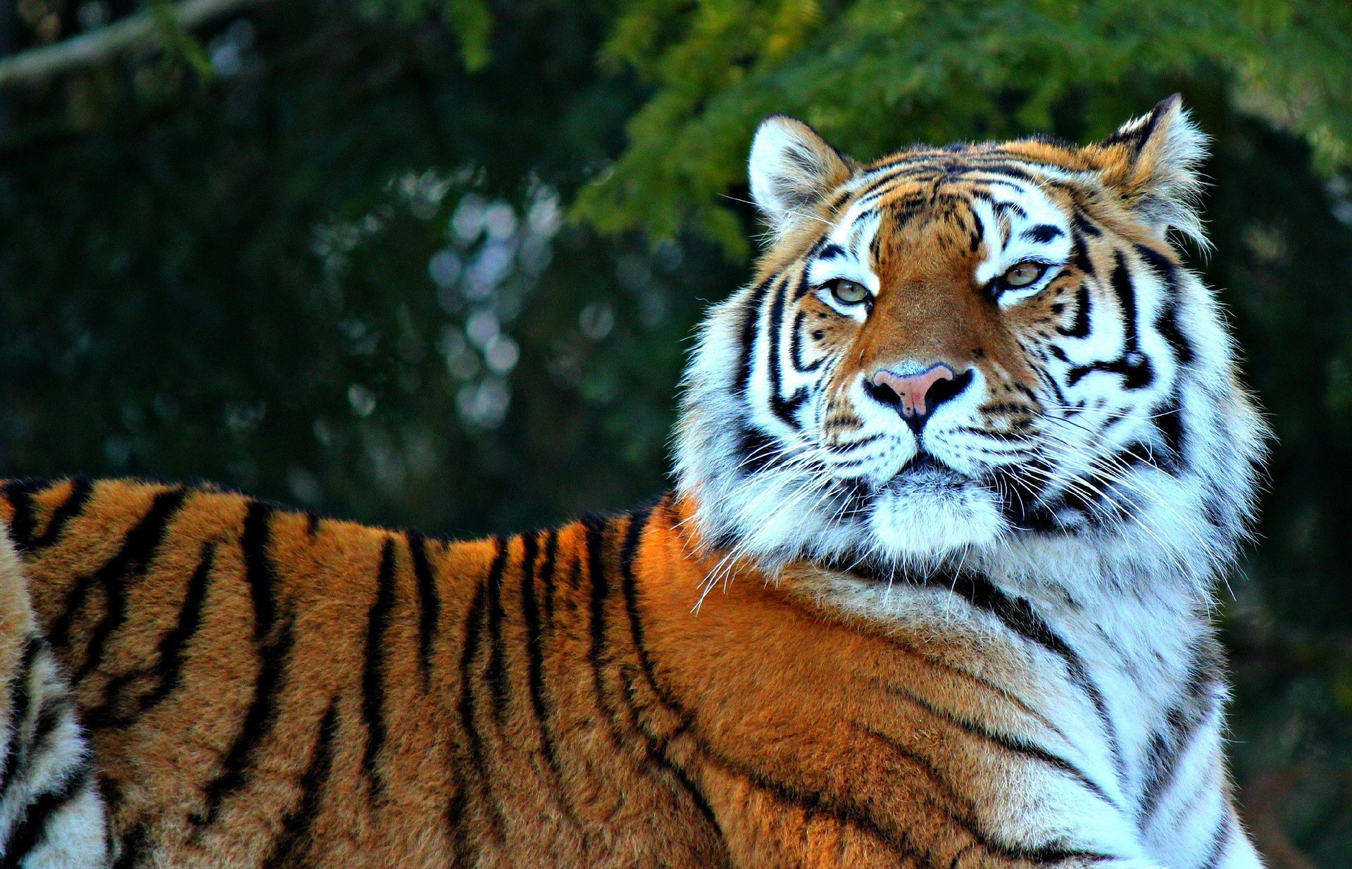 Tiger resting in front of green foliage HD Wallpaper