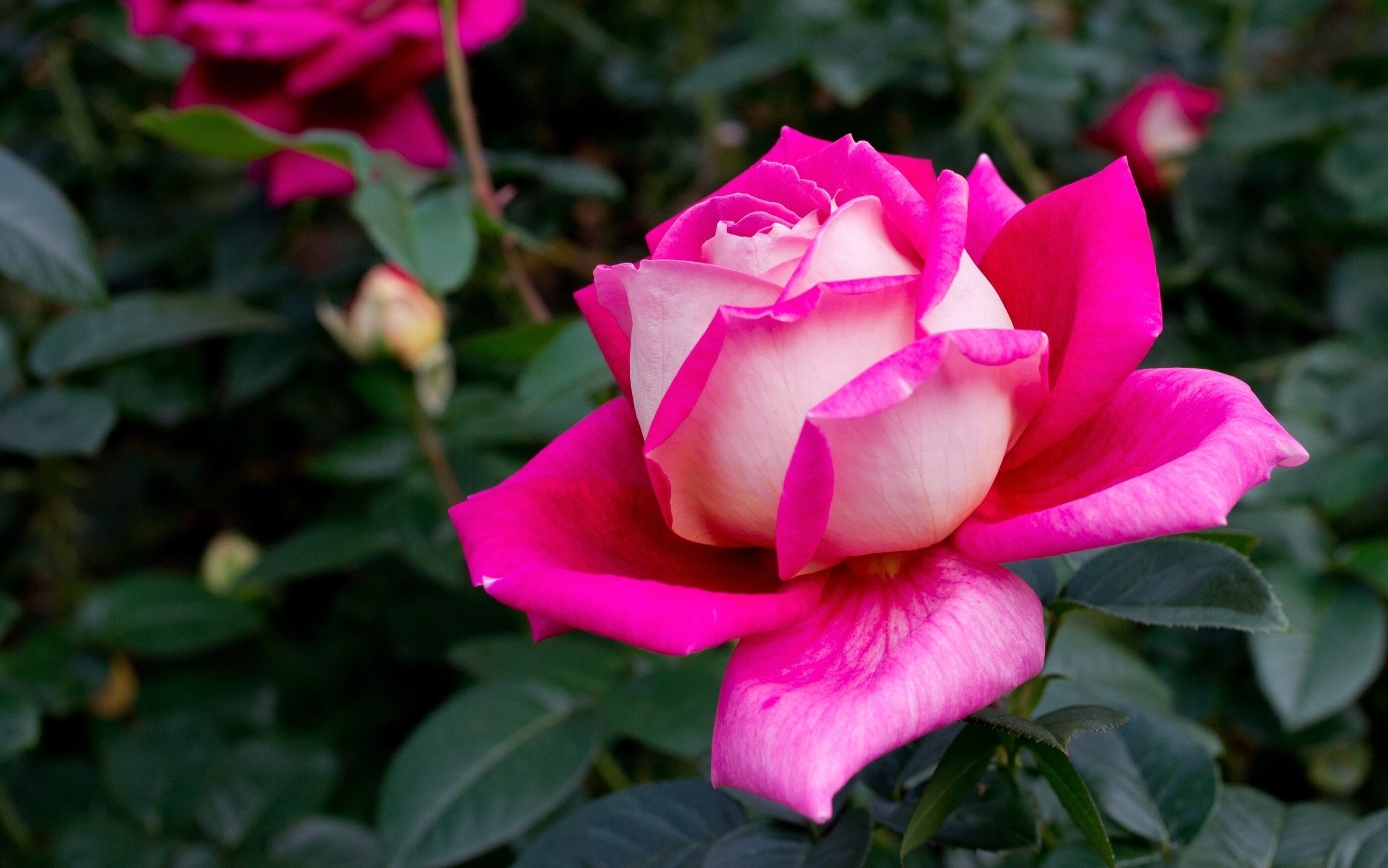 Close-up of a pink and white rose HD Wallpaper