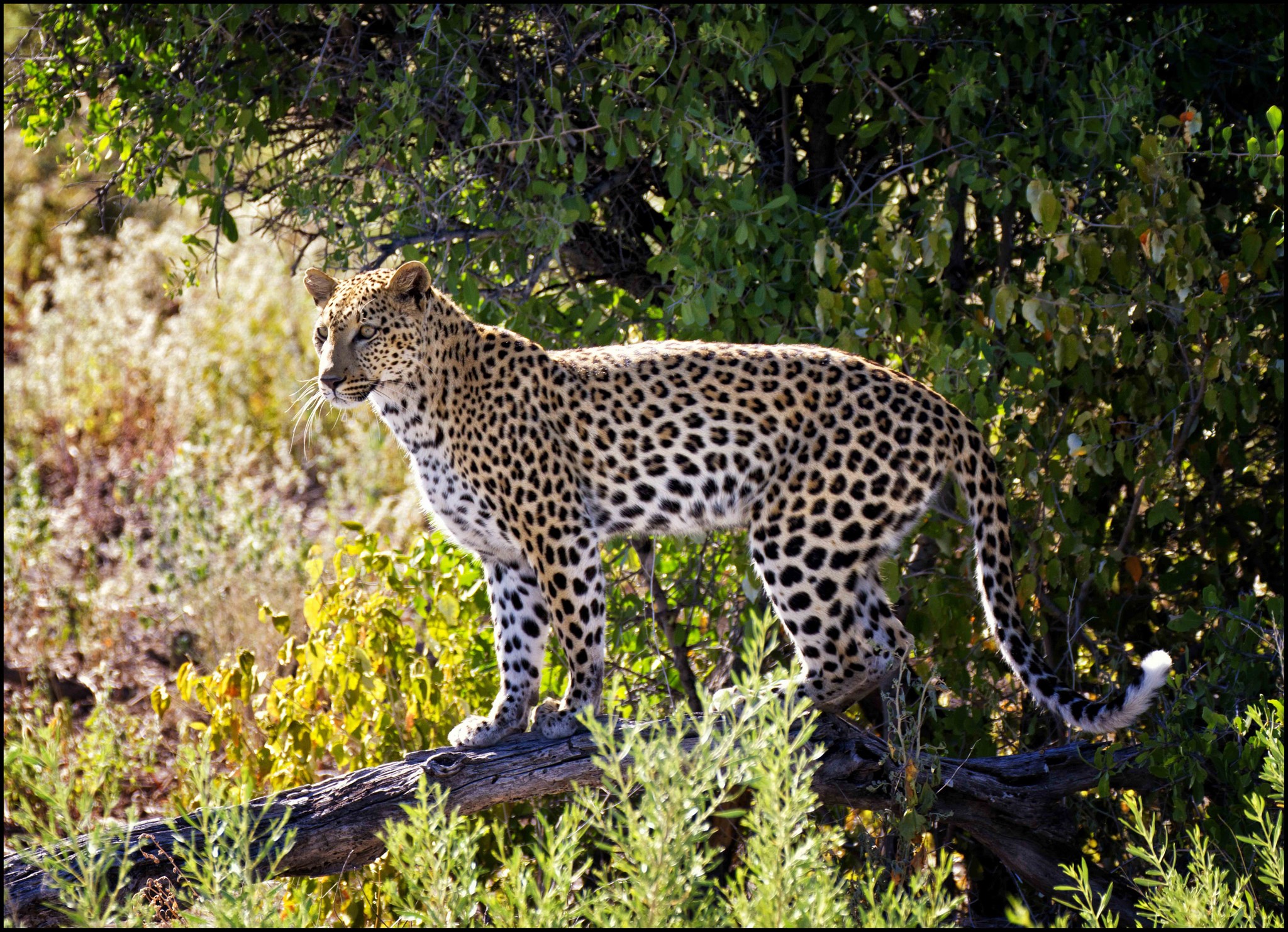 Leopard standing on a tree branch in a forest HD Wallpaper