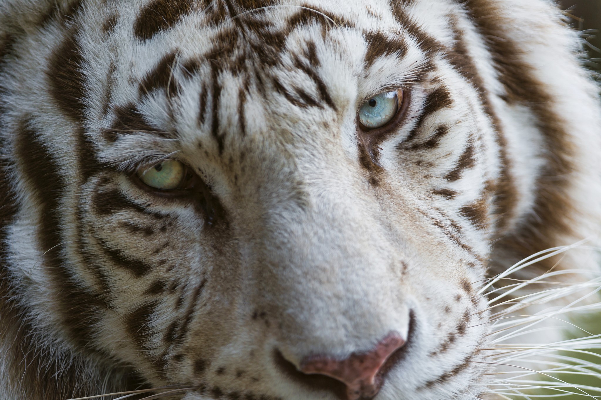 Close-up of a white tiger's face HD Wallpaper
