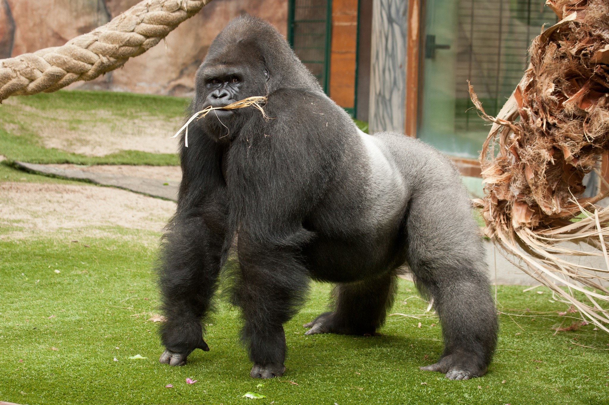 A large gorilla stands on grass with straw in its mouth HD Wallpaper