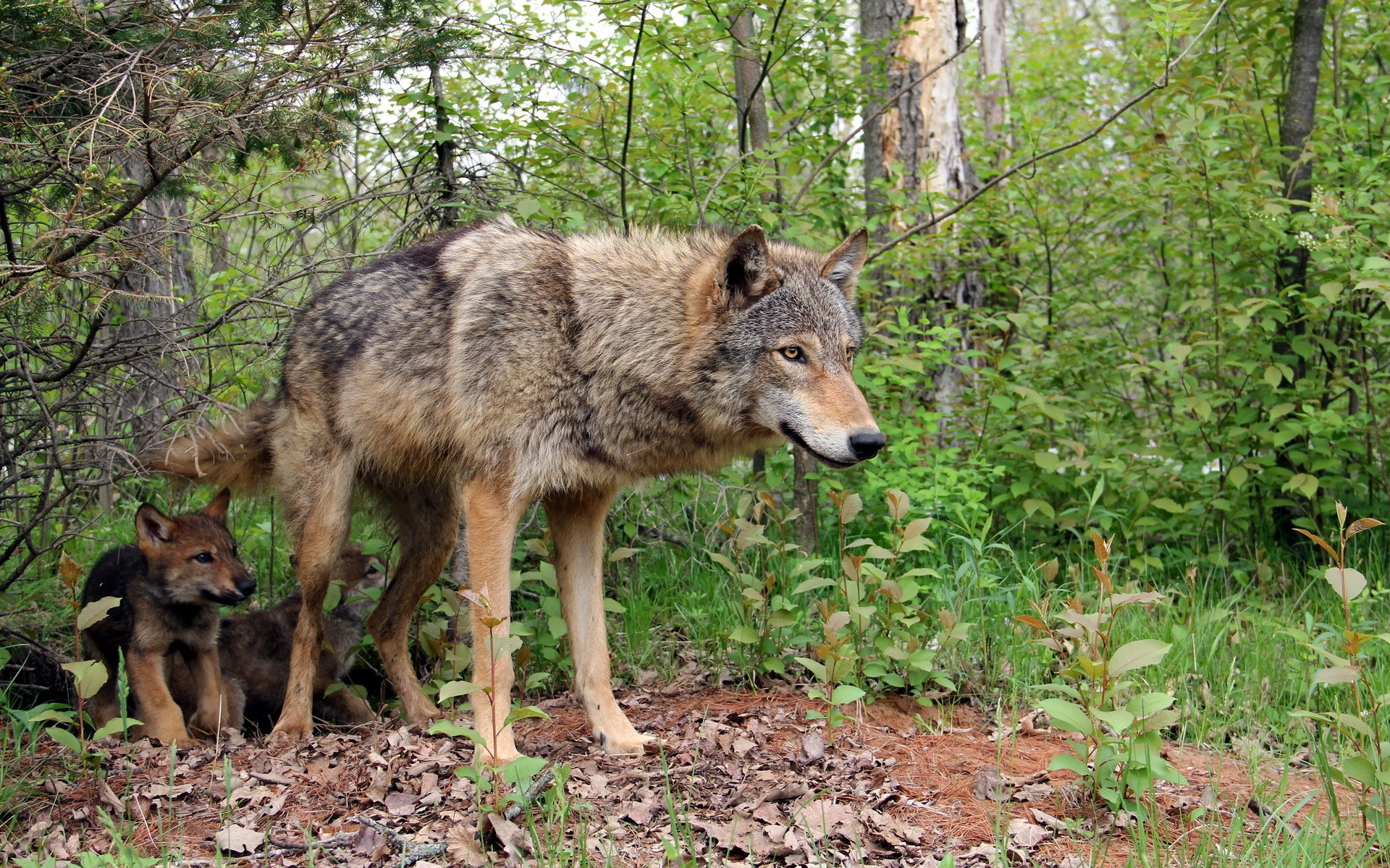 Wolves in a forest with cubs HD Wallpaper