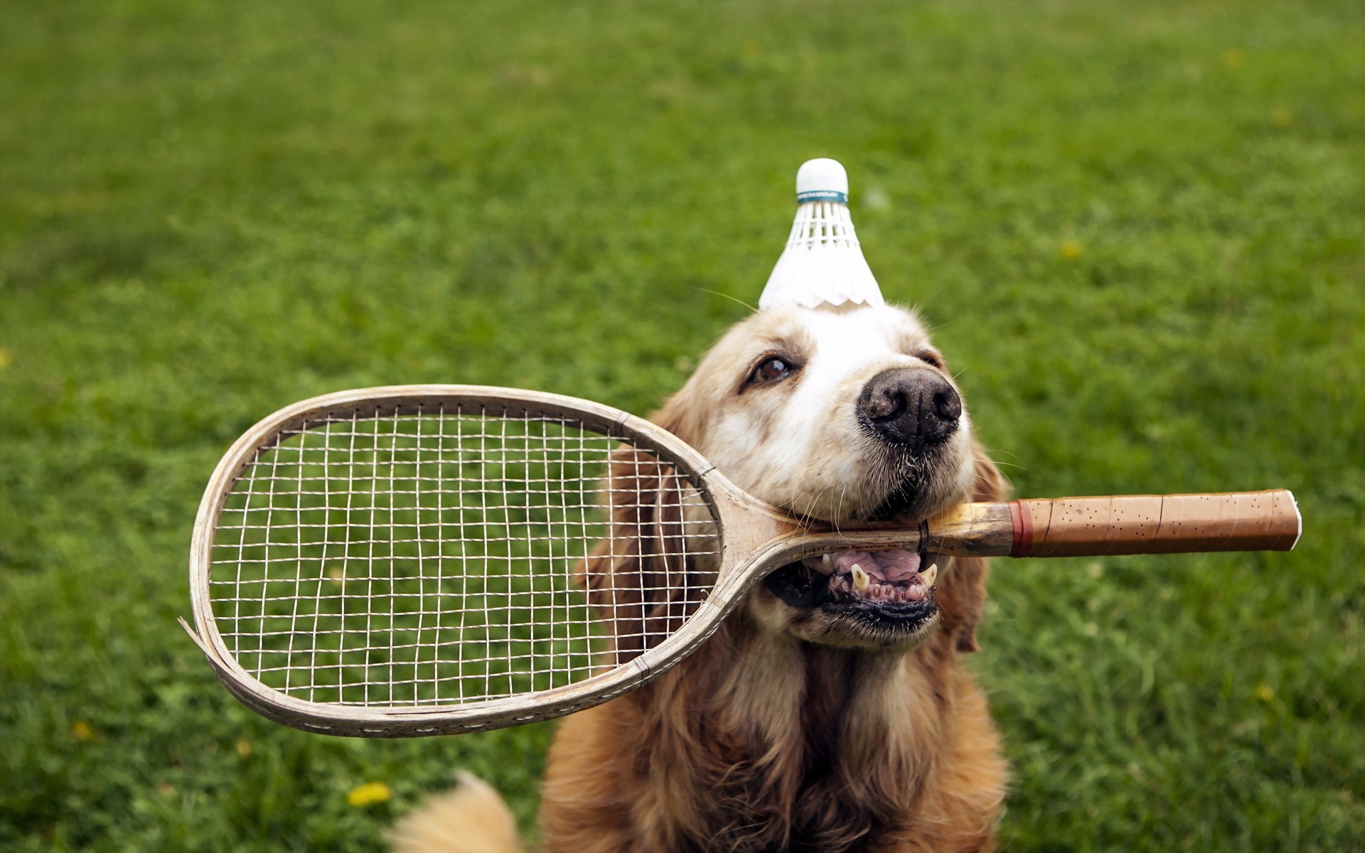 Golden Retriever dog with badminton shuttlecock on head and racket in mouth HD Wallpaper
