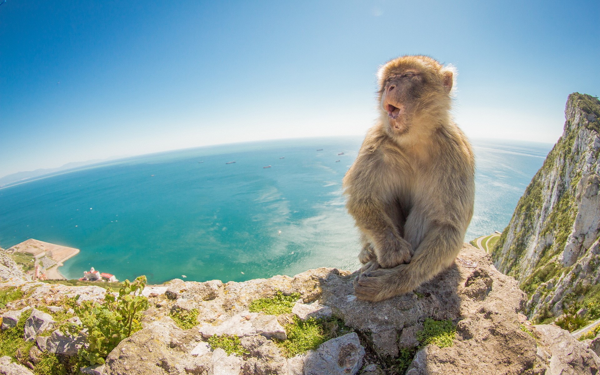 Monkey sitting on a cliff overlooking the sea HD Wallpaper