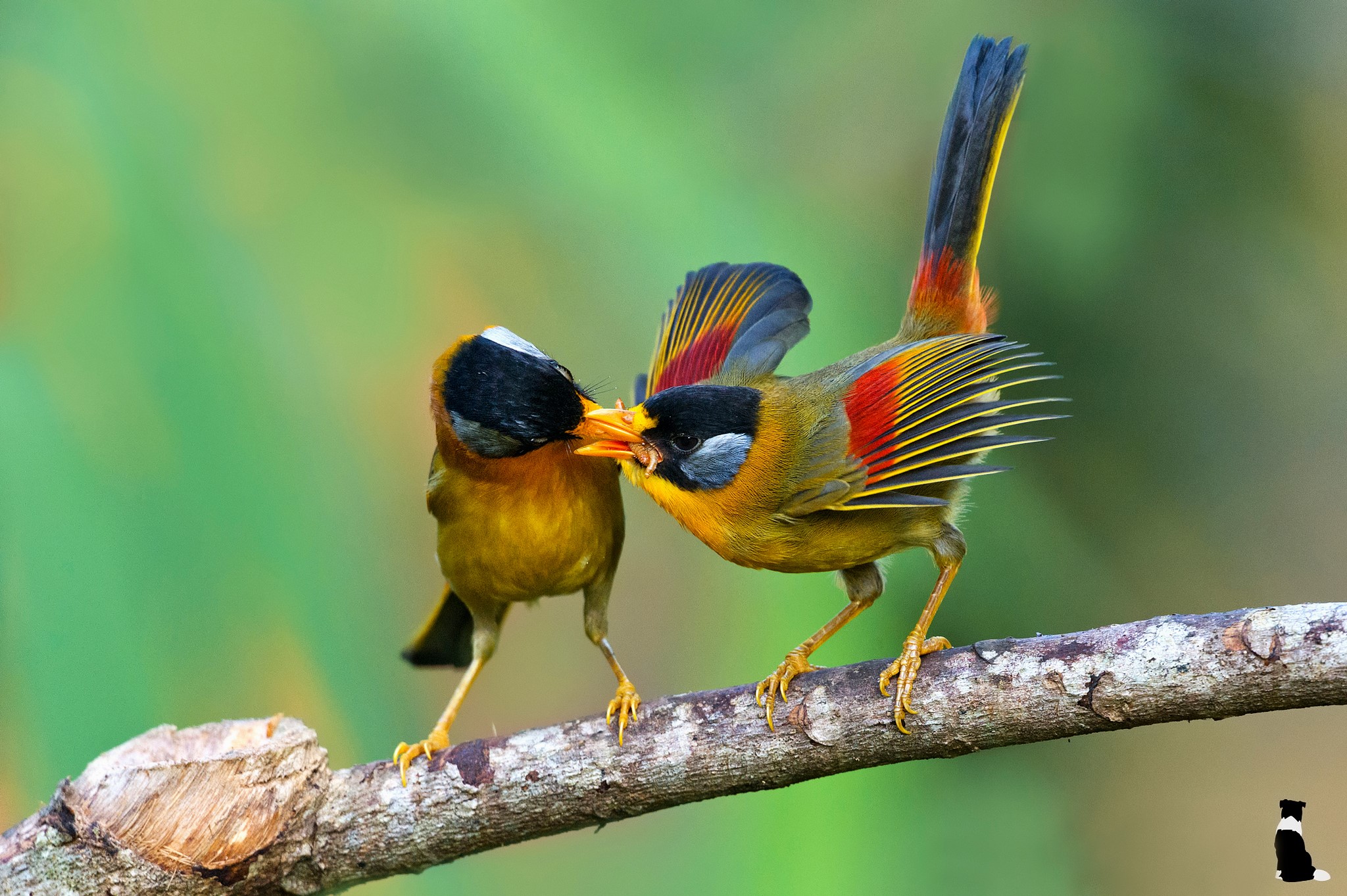 Two colorful birds feeding on a branch HD Wallpaper