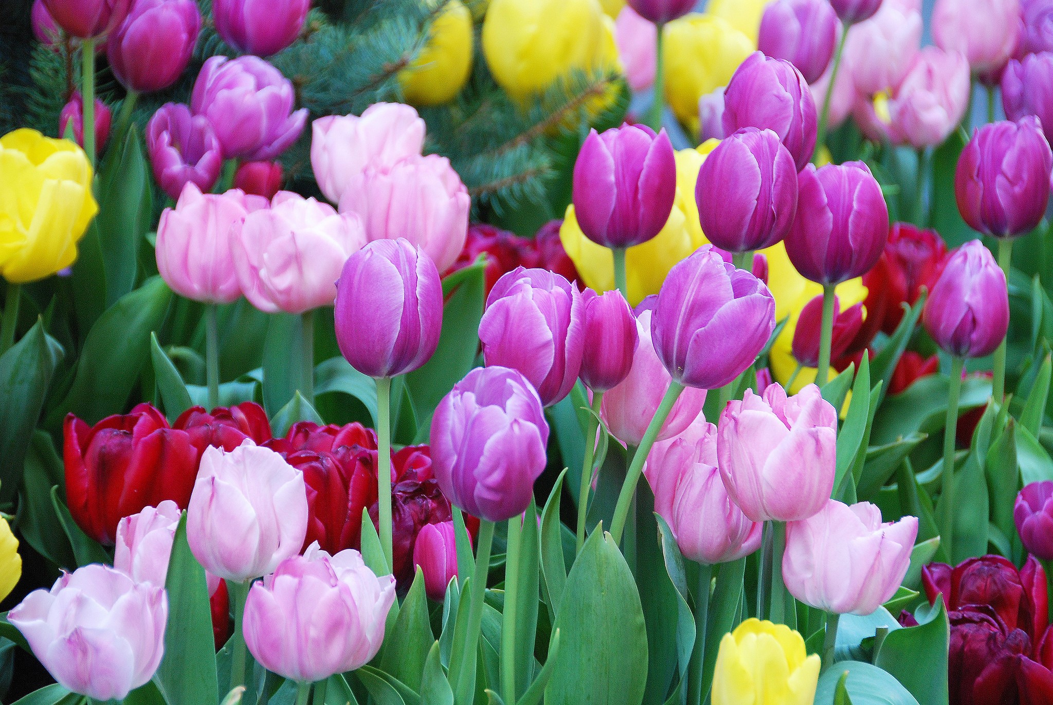 A colorful assortment of tulips in bloom HD Wallpaper