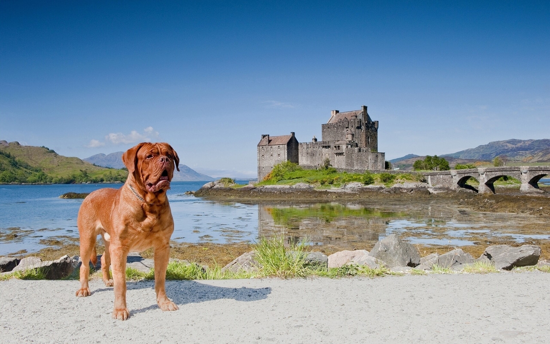 Dogue de Bordeaux dog in front of Eilean Donan Castle HD Wallpaper