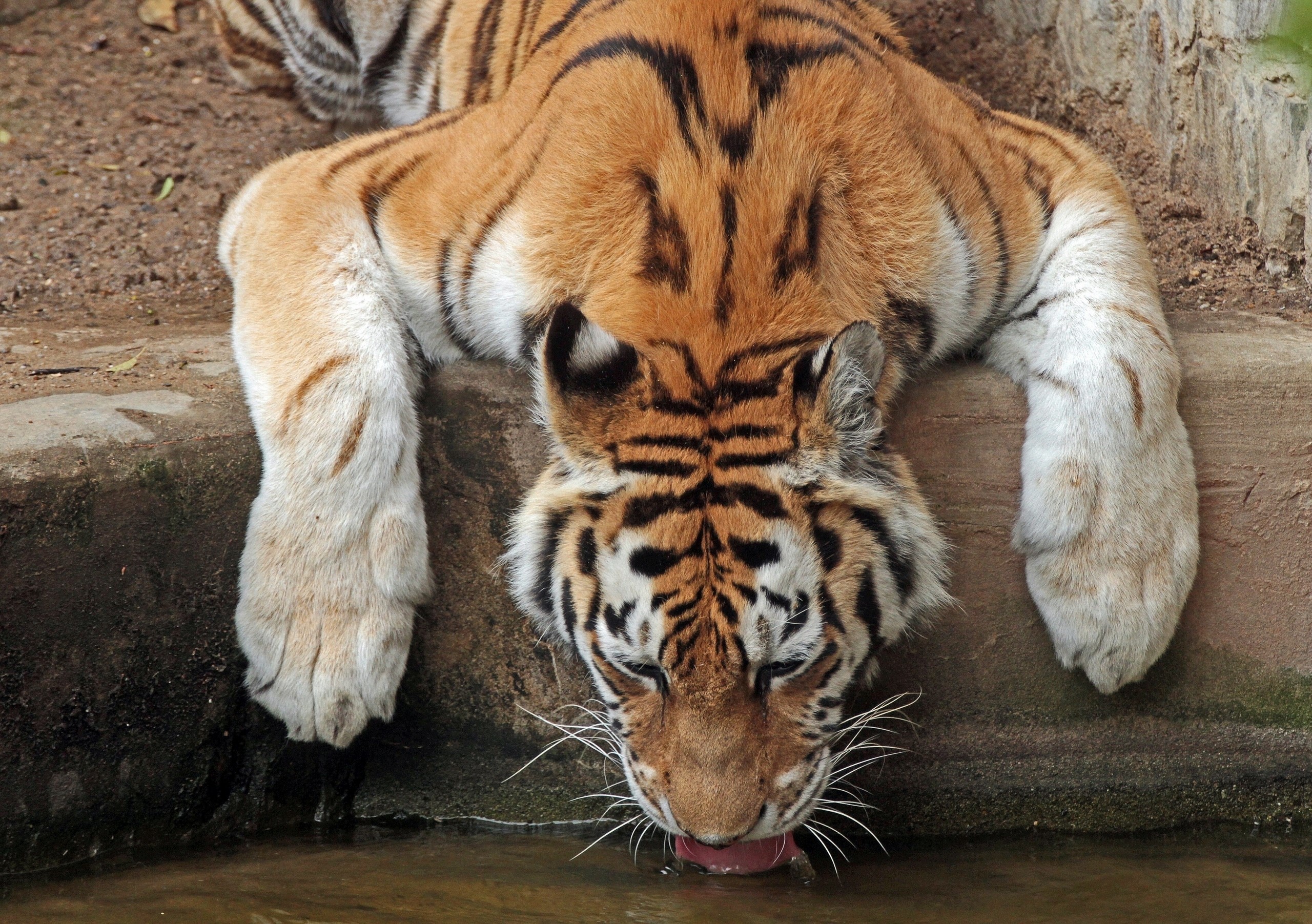Tiger drinking water from a pond HD Wallpaper