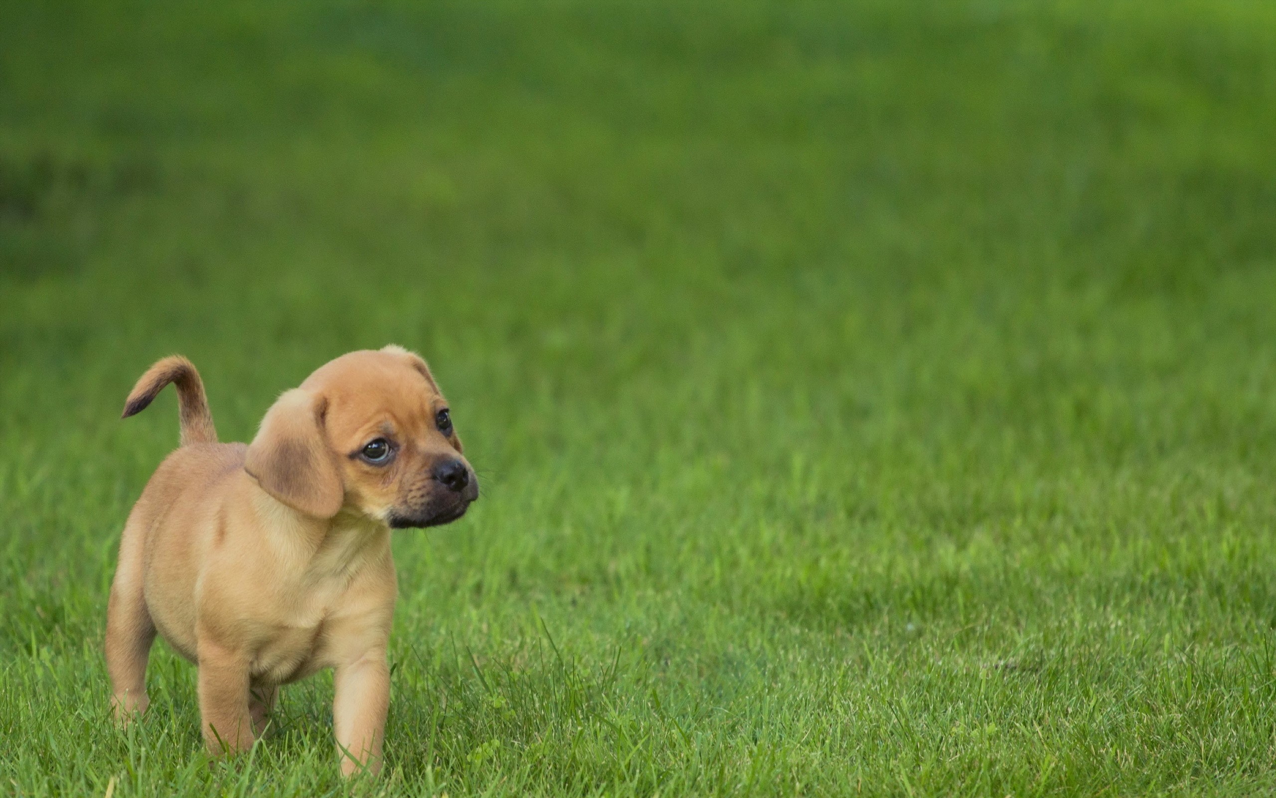 Brown puppy walking on green grass HD Wallpaper