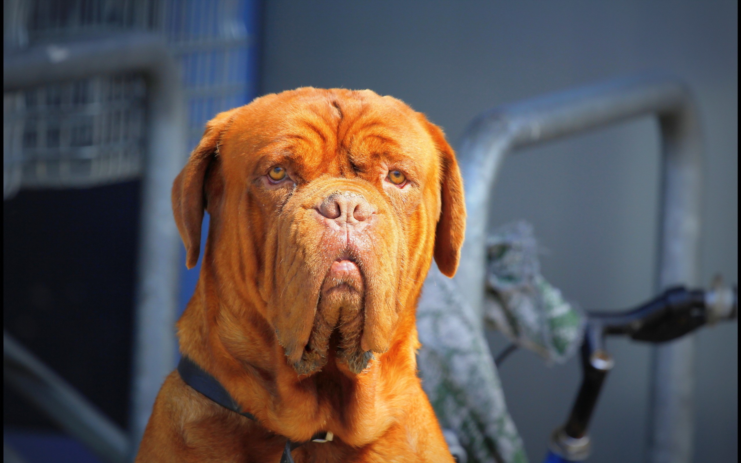 Dogue de Bordeaux dog looking forward HD Wallpaper