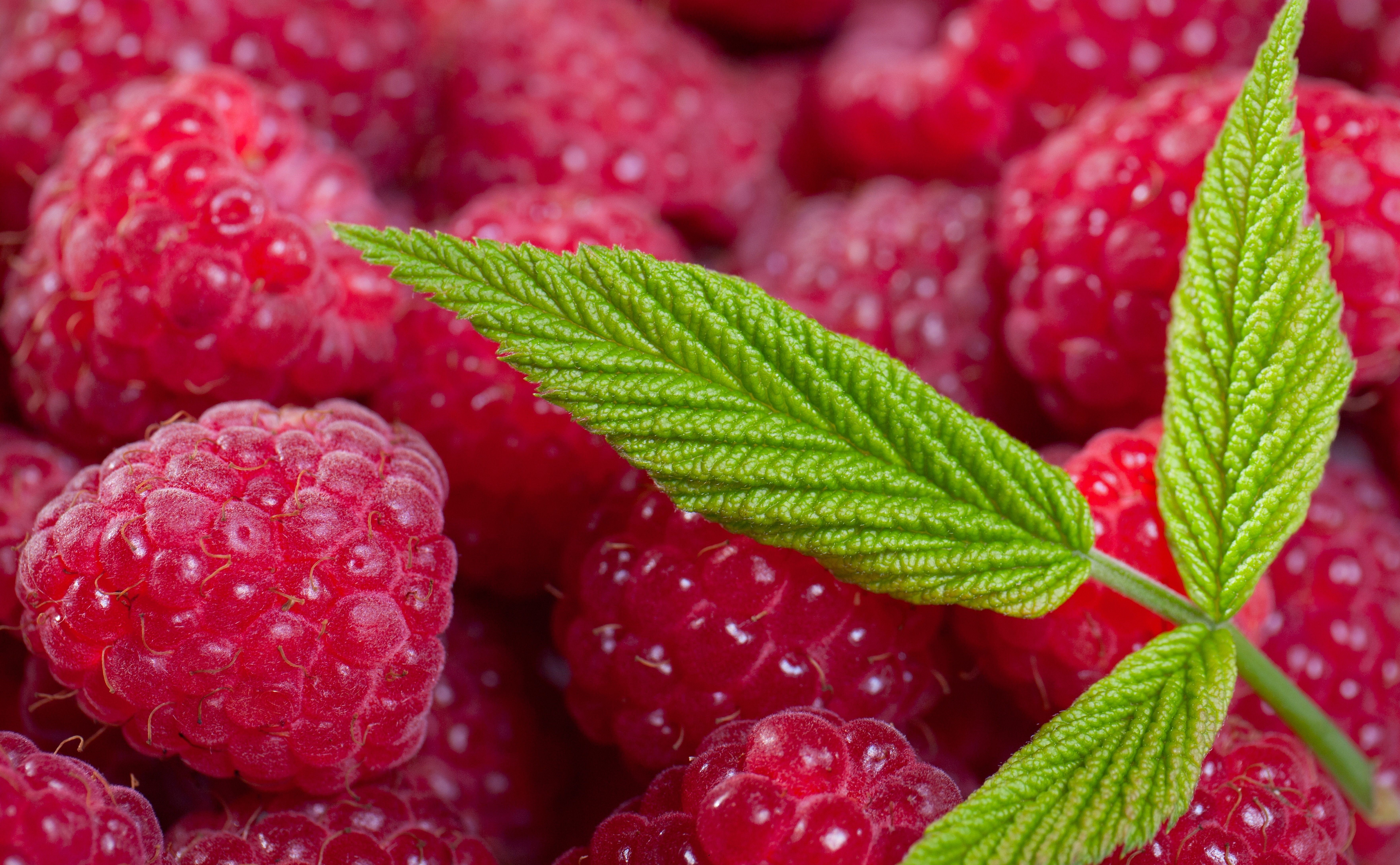 Raspberries with green leaves HD Wallpaper