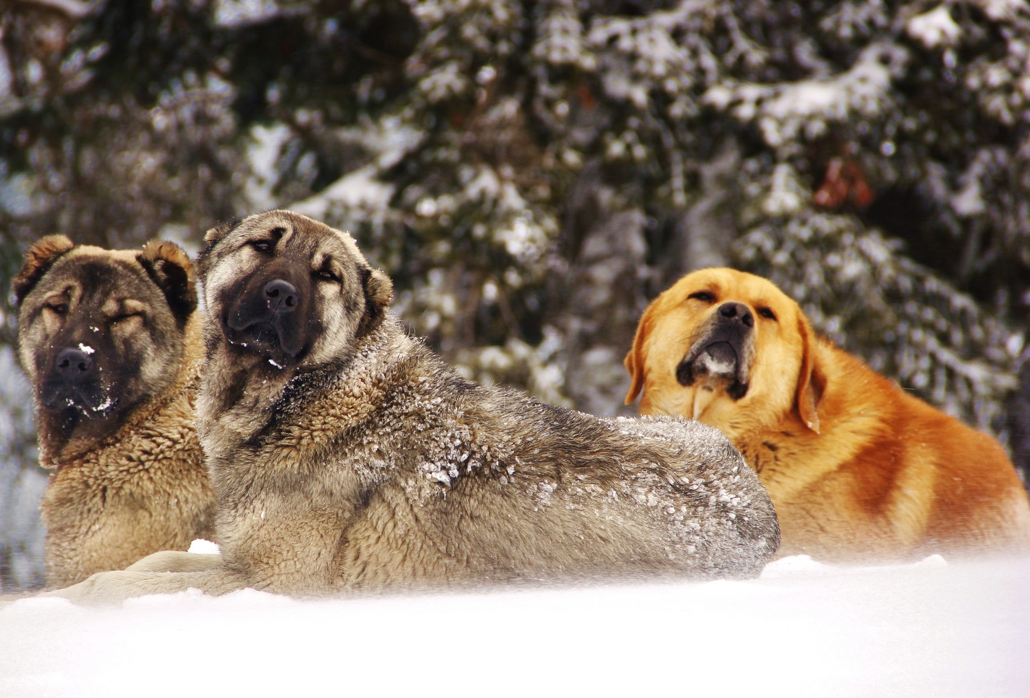 Three dogs in the snow HD Wallpaper