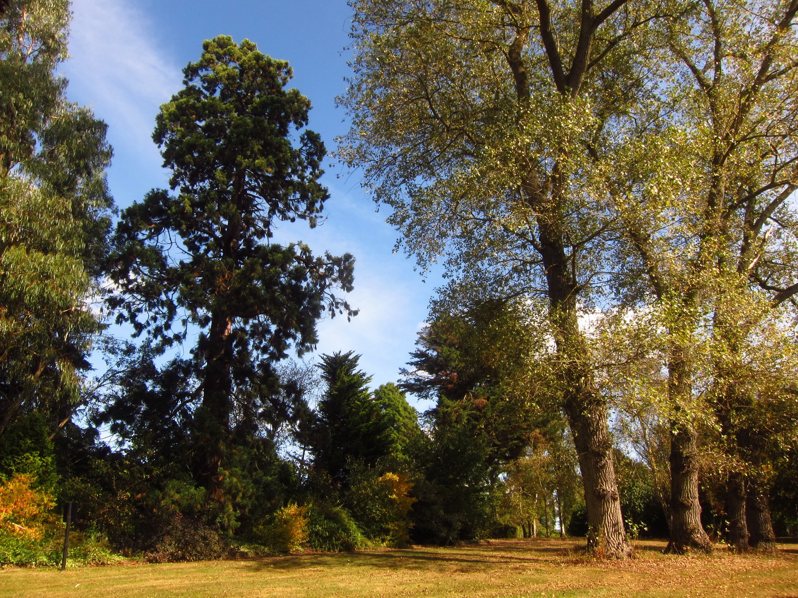 Beale Arboretum Barnet England Trees HD Wallpaper