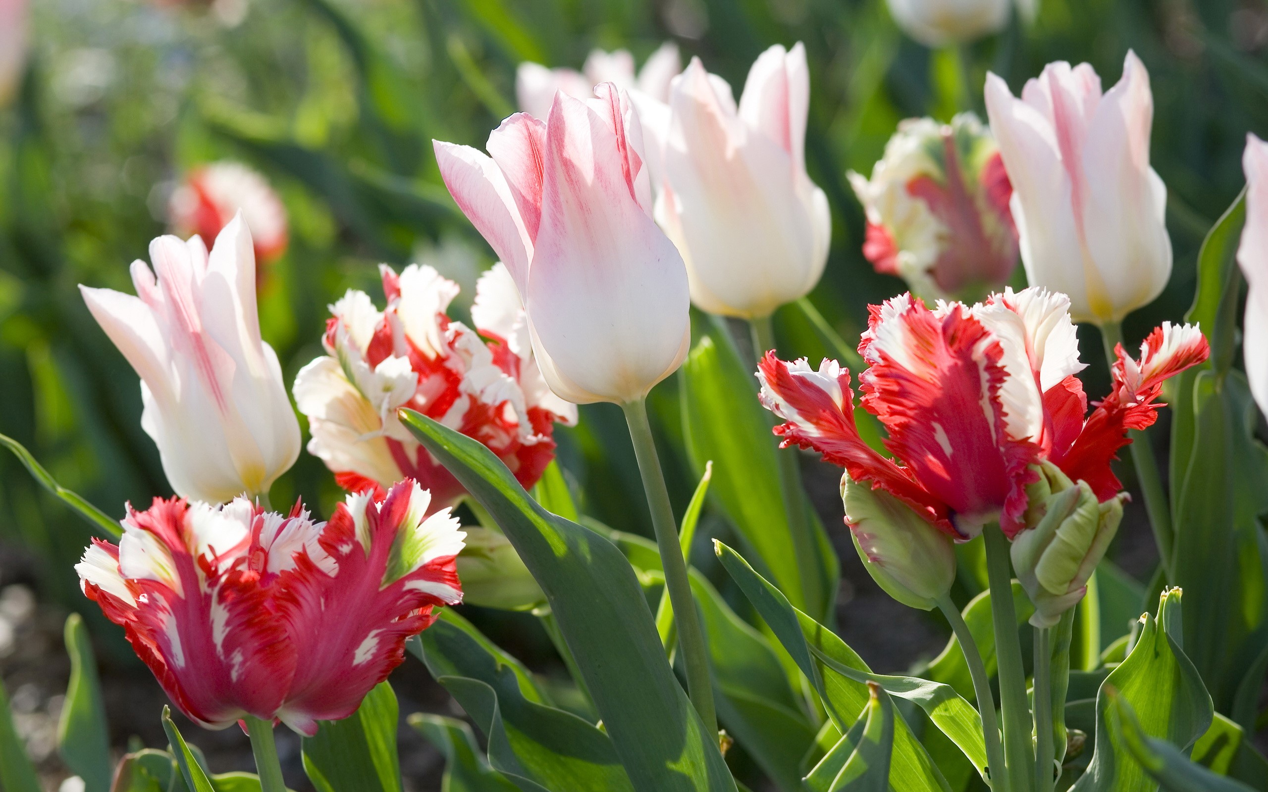Red and white tulips in a garden HD Wallpaper