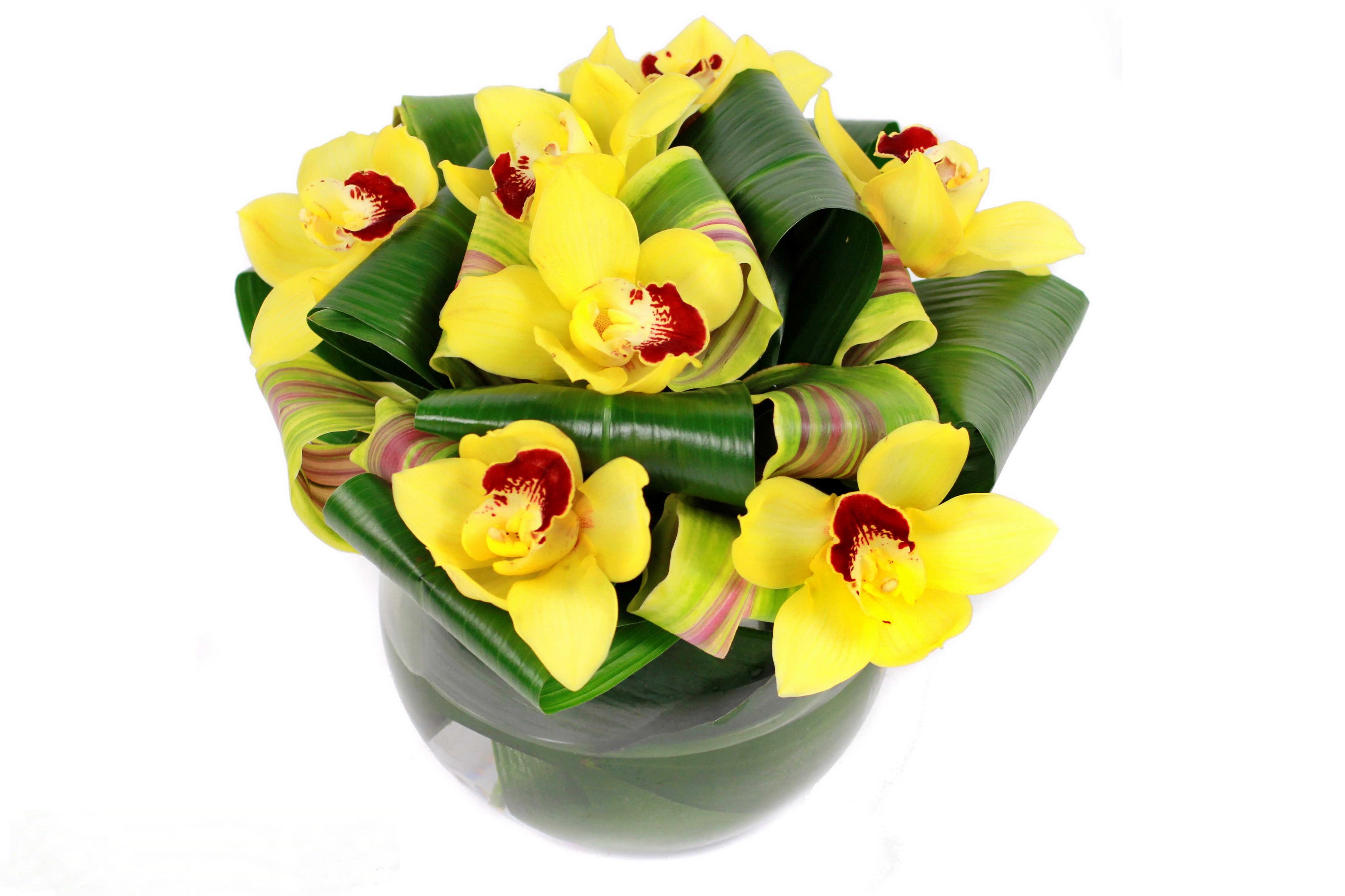 Yellow orchids in a glass vase with green leaves HD Wallpaper