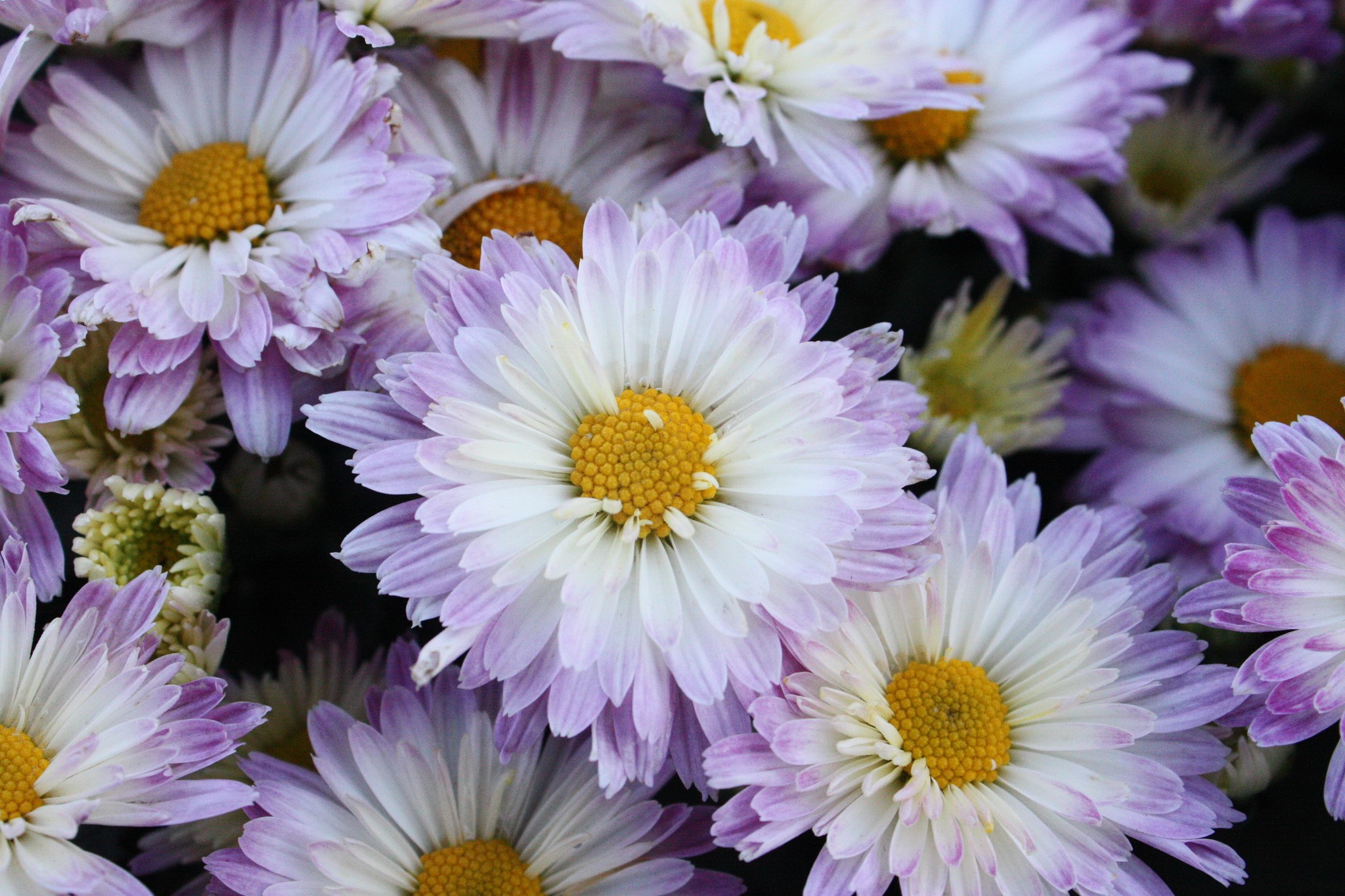 Chrysanthemums HD Wallpaper