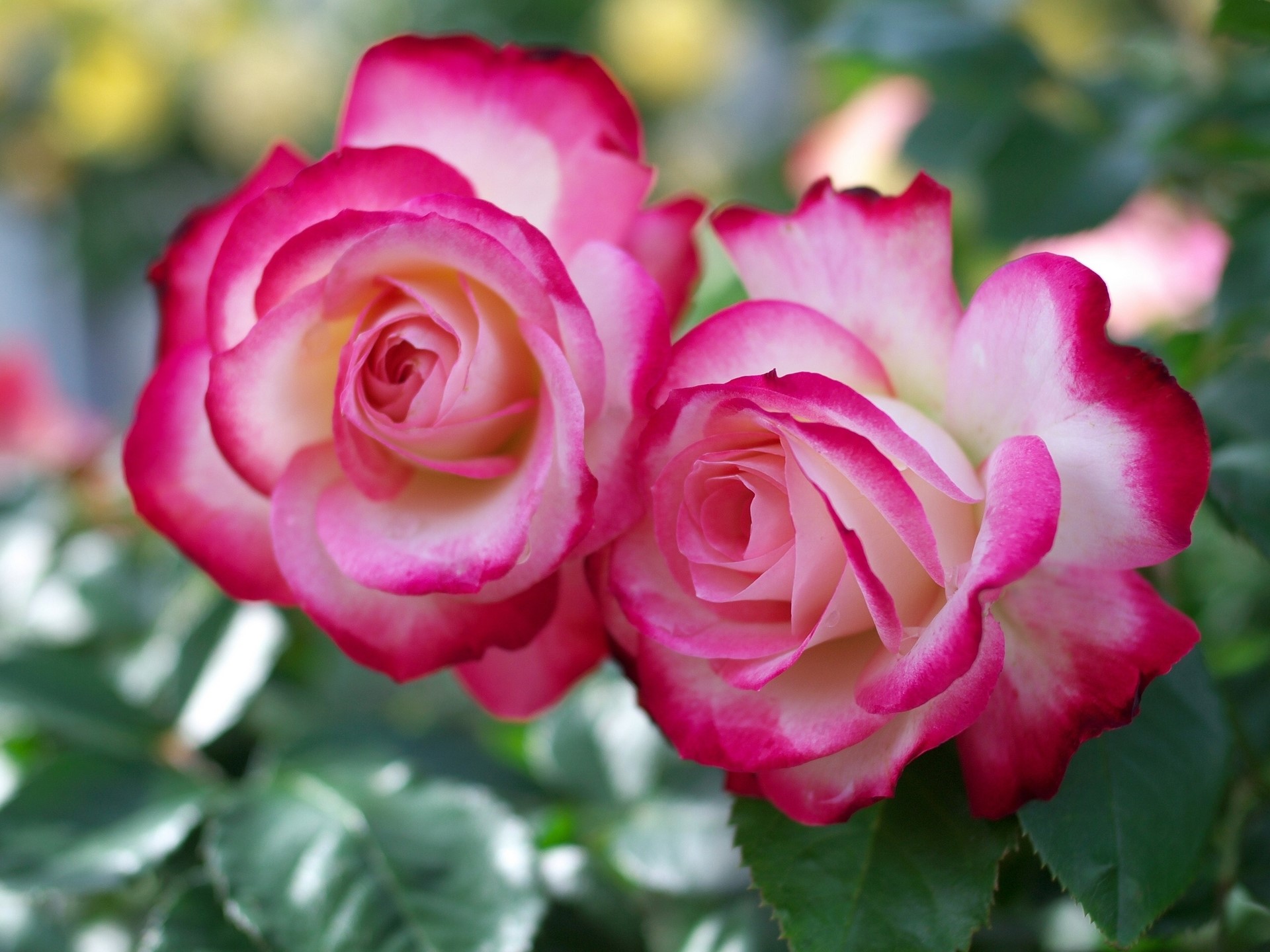 Two pink and white roses with dark pink edges HD Wallpaper