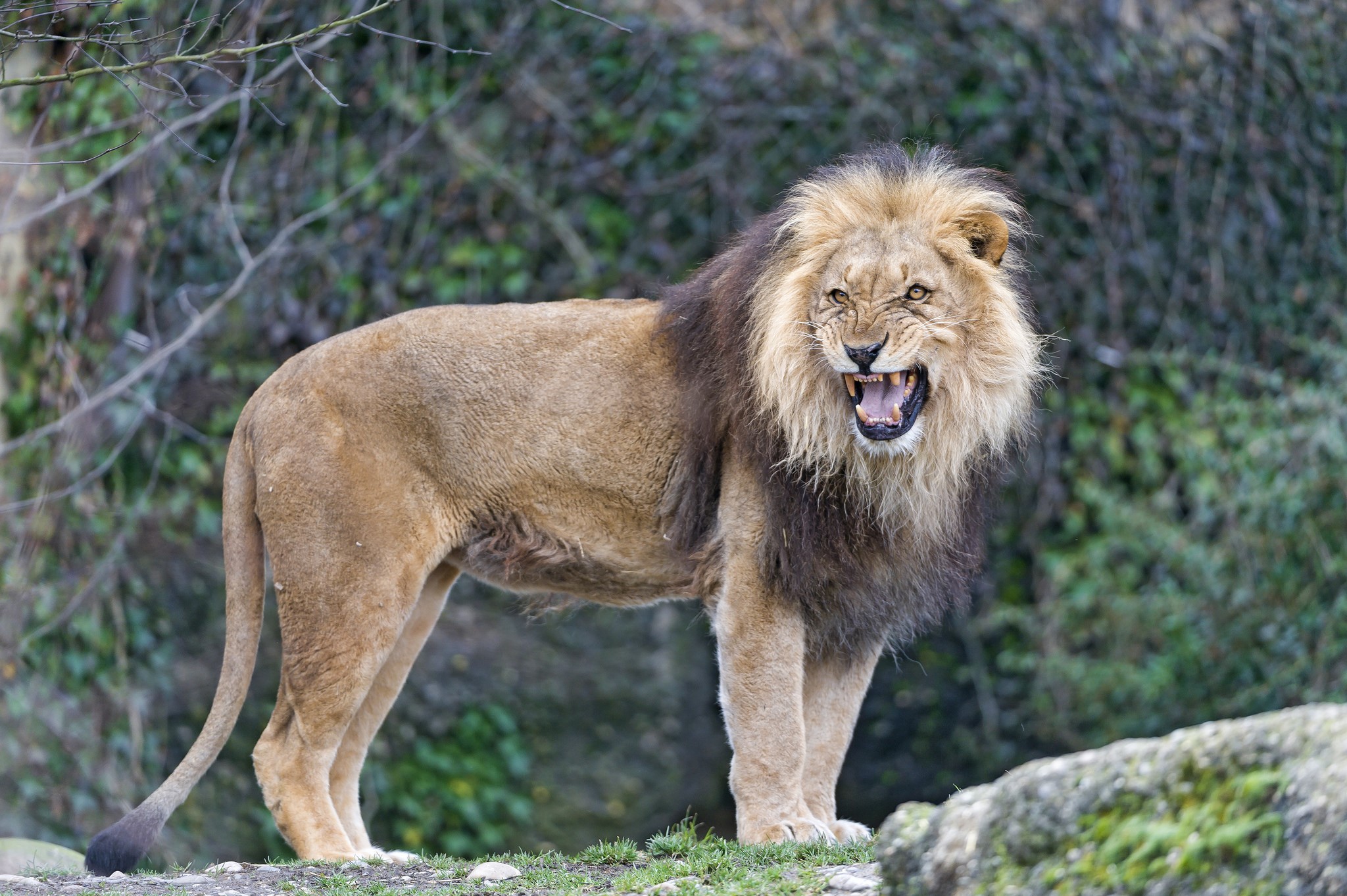 Lion roaring with mouth open HD Wallpaper
