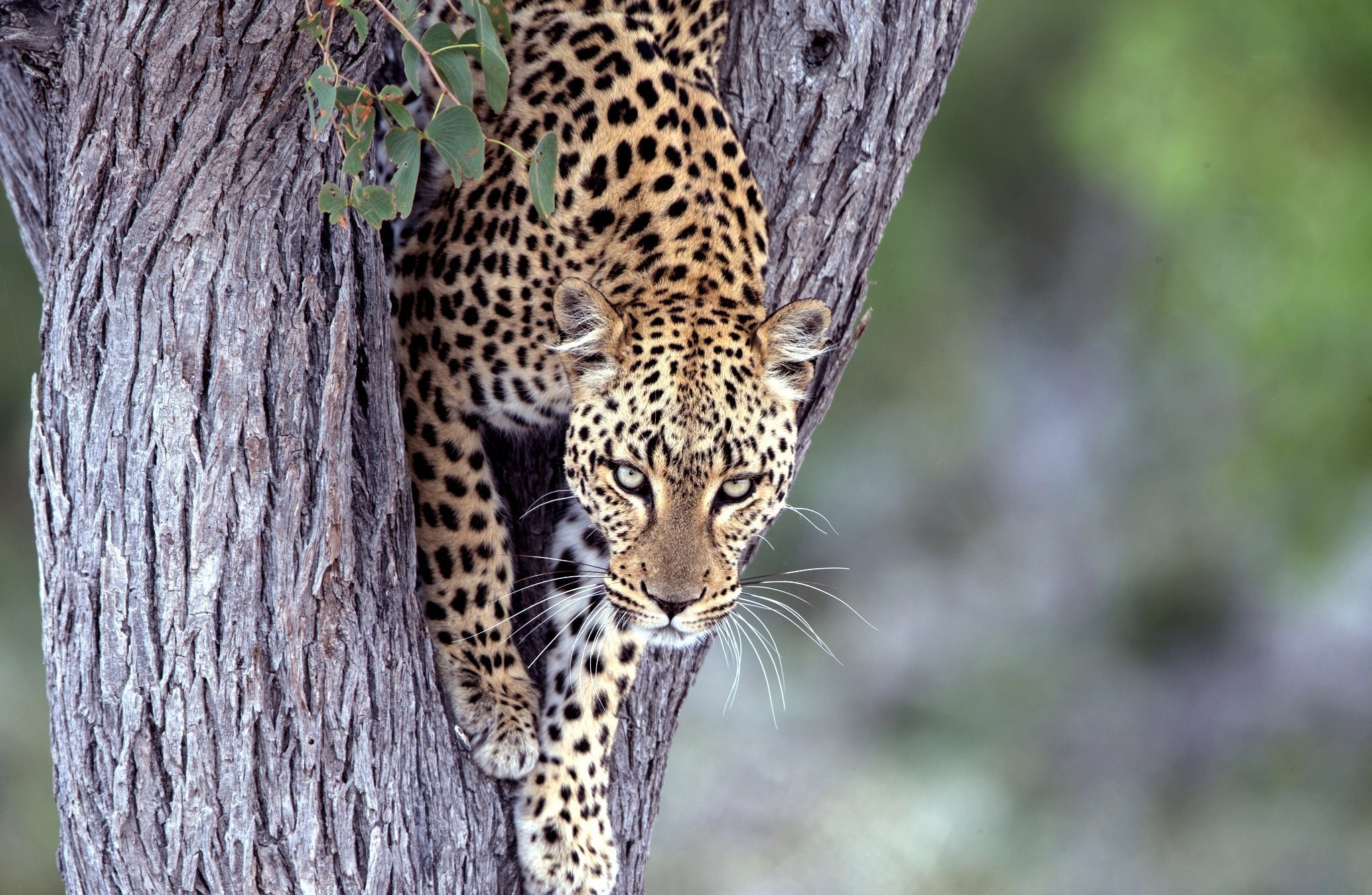 Leopard climbing a tree trunk HD Wallpaper