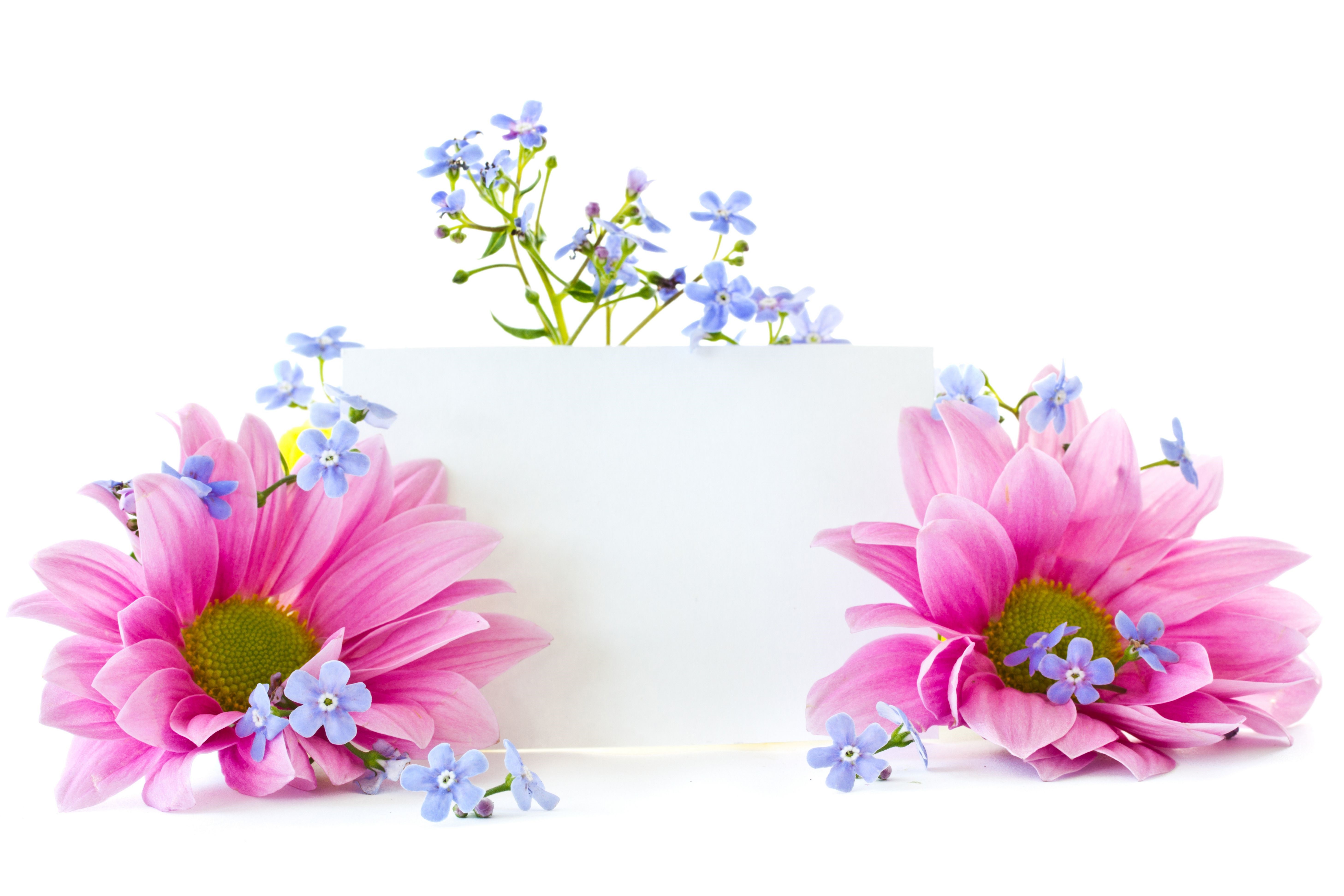 Pink Chrysanthemums and Blue Forget-Me-Nots with Card HD Wallpaper