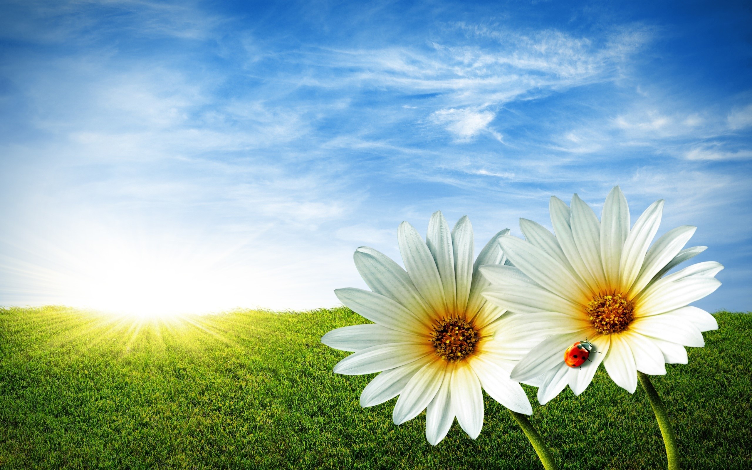 Two daisies with a ladybug in a sunny field HD Wallpaper