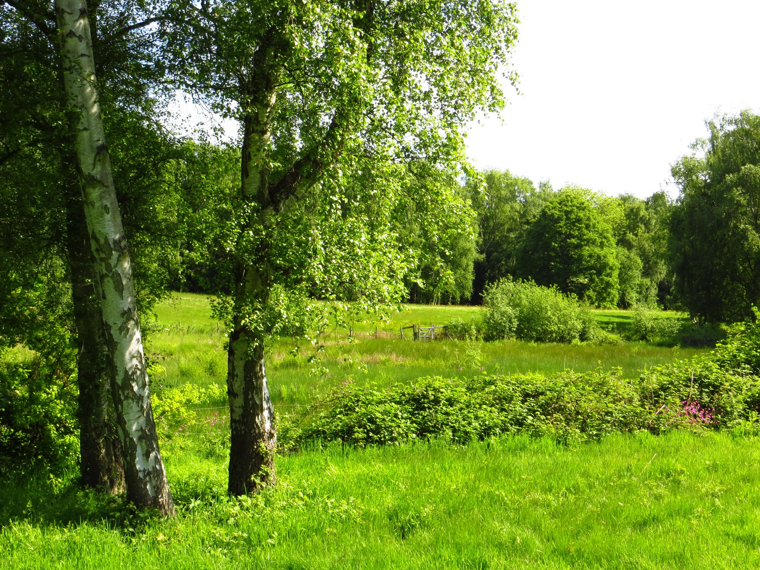 Birch trees in a sunny meadow with green foliage HD Wallpaper