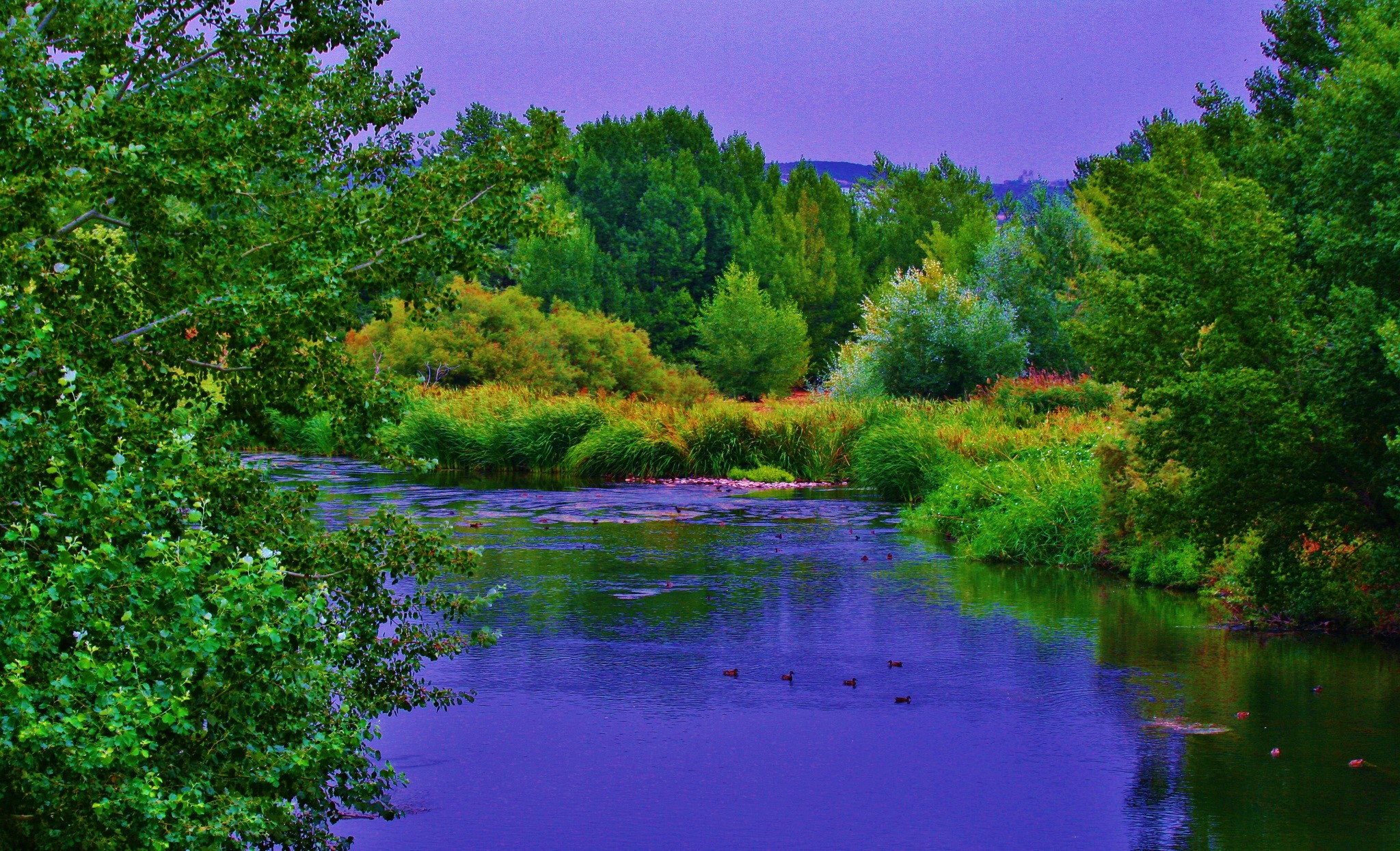 River and trees in Spain HD Wallpaper