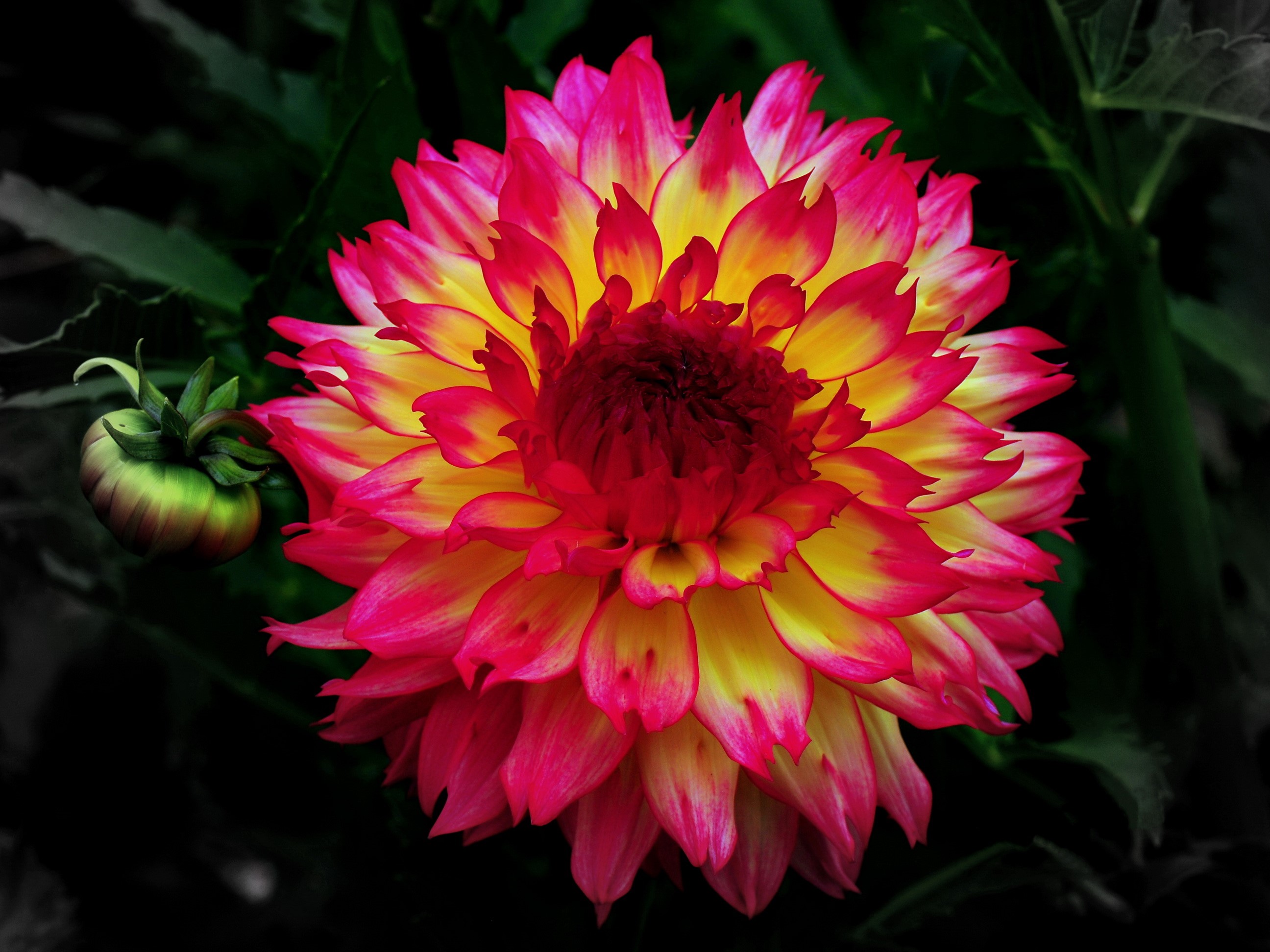 Close-up of a bicolor Dahlia flower with a bud HD Wallpaper