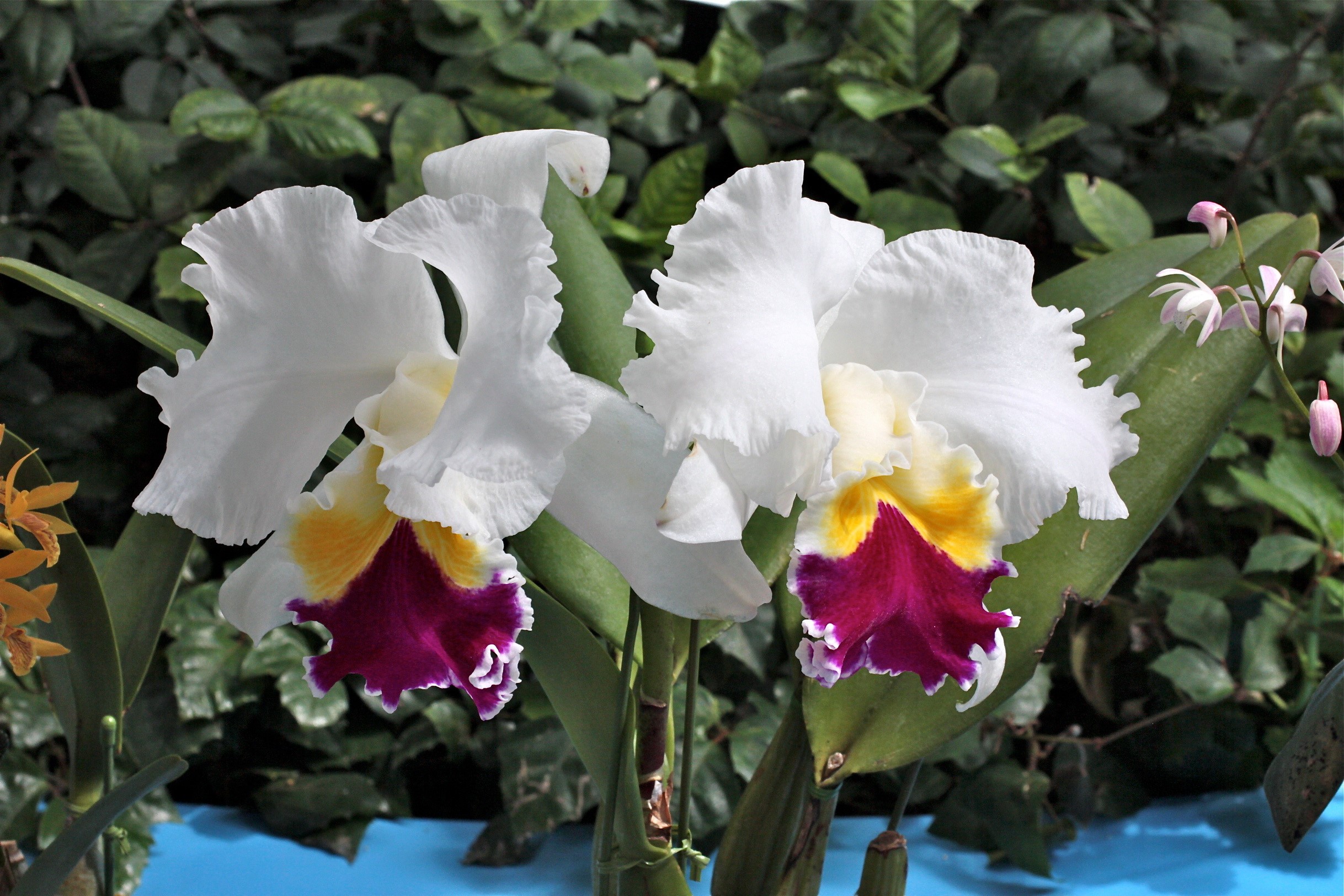 White Cattleya orchids with yellow and purple lips HD Wallpaper