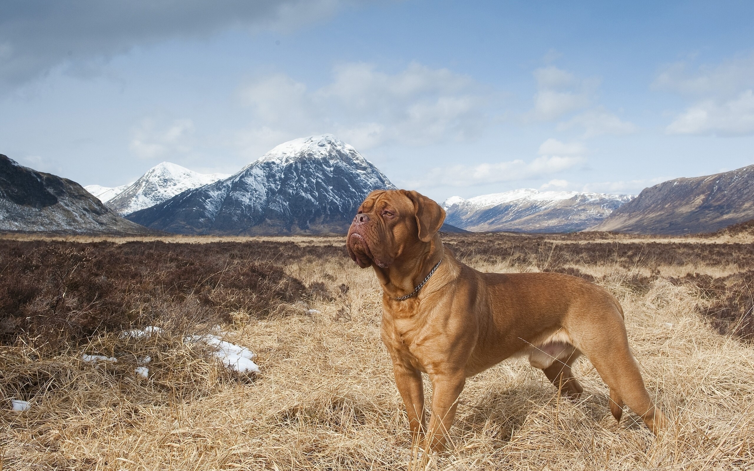 Dogue de Bordeaux in a mountainous landscape HD Wallpaper
