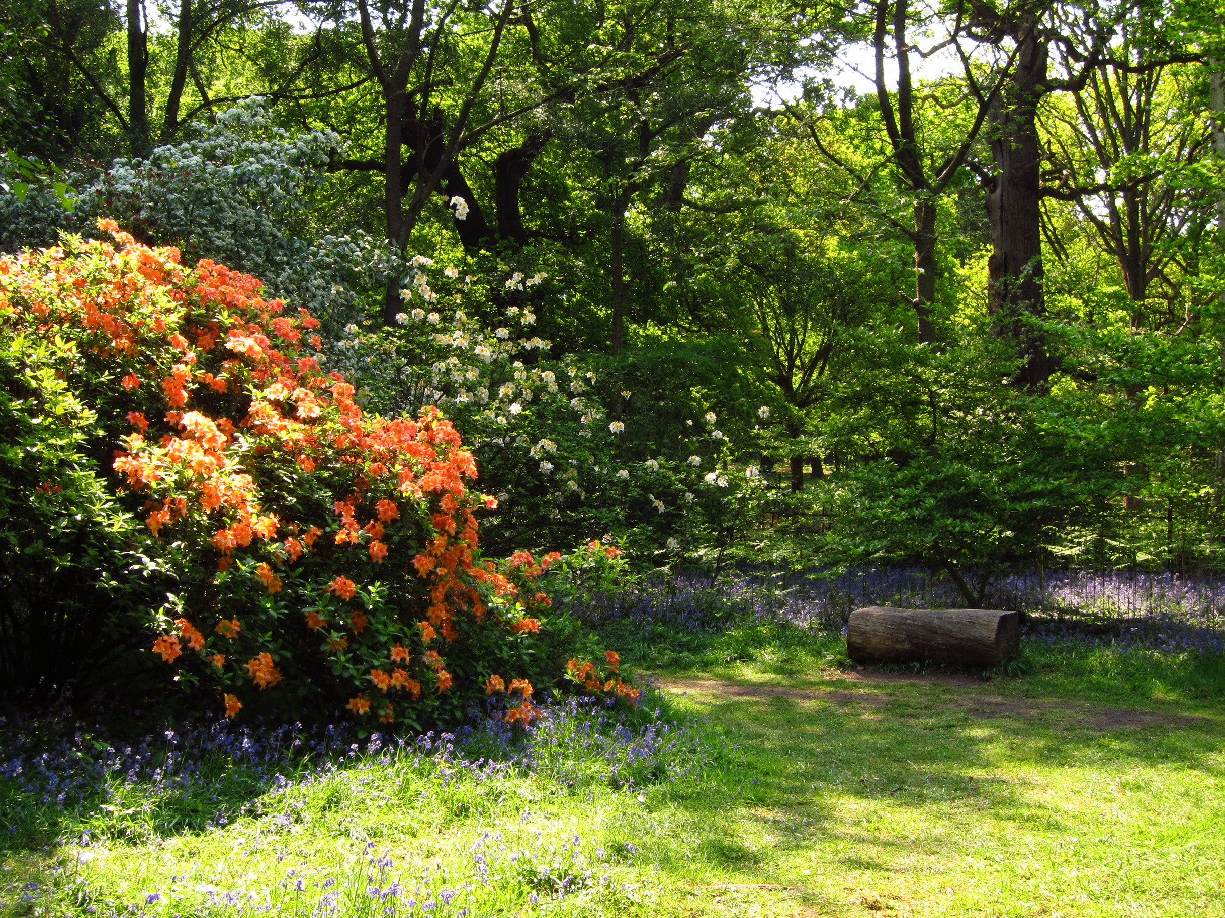 Orange Azaleas and Bluebells in an English Garden HD Wallpaper