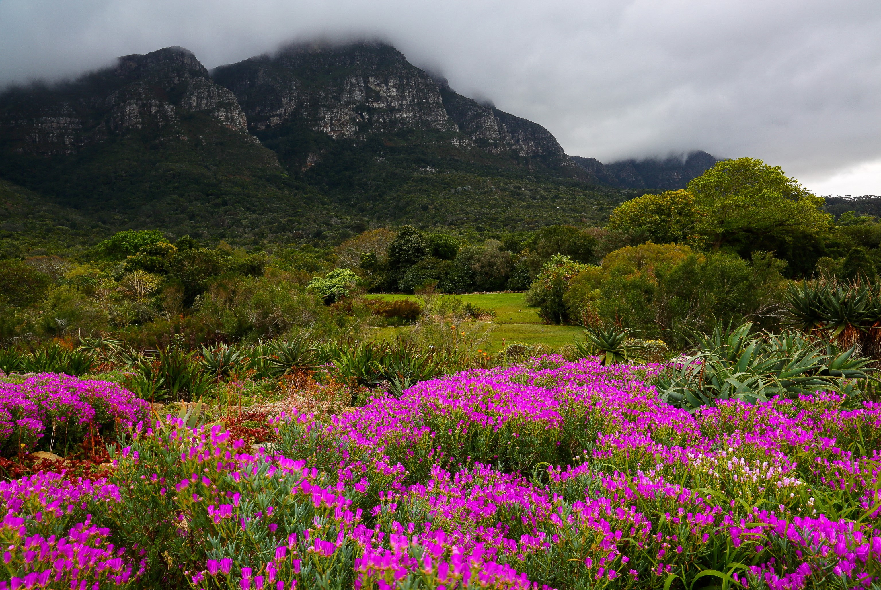 Kirstenbosch Botanic Gardens, South Africa Mountains HD Wallpaper