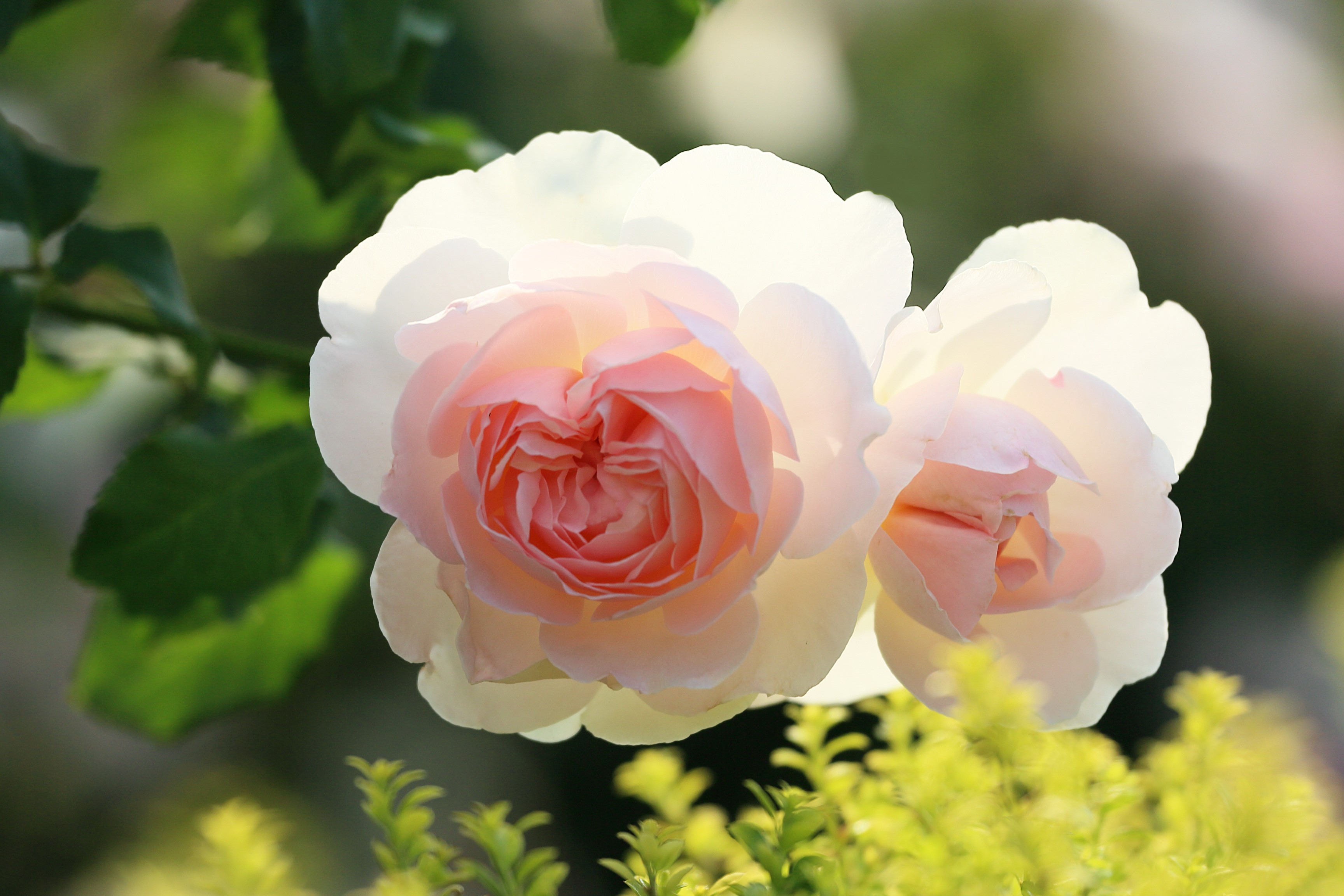 Two pink and white roses in a garden HD Wallpaper